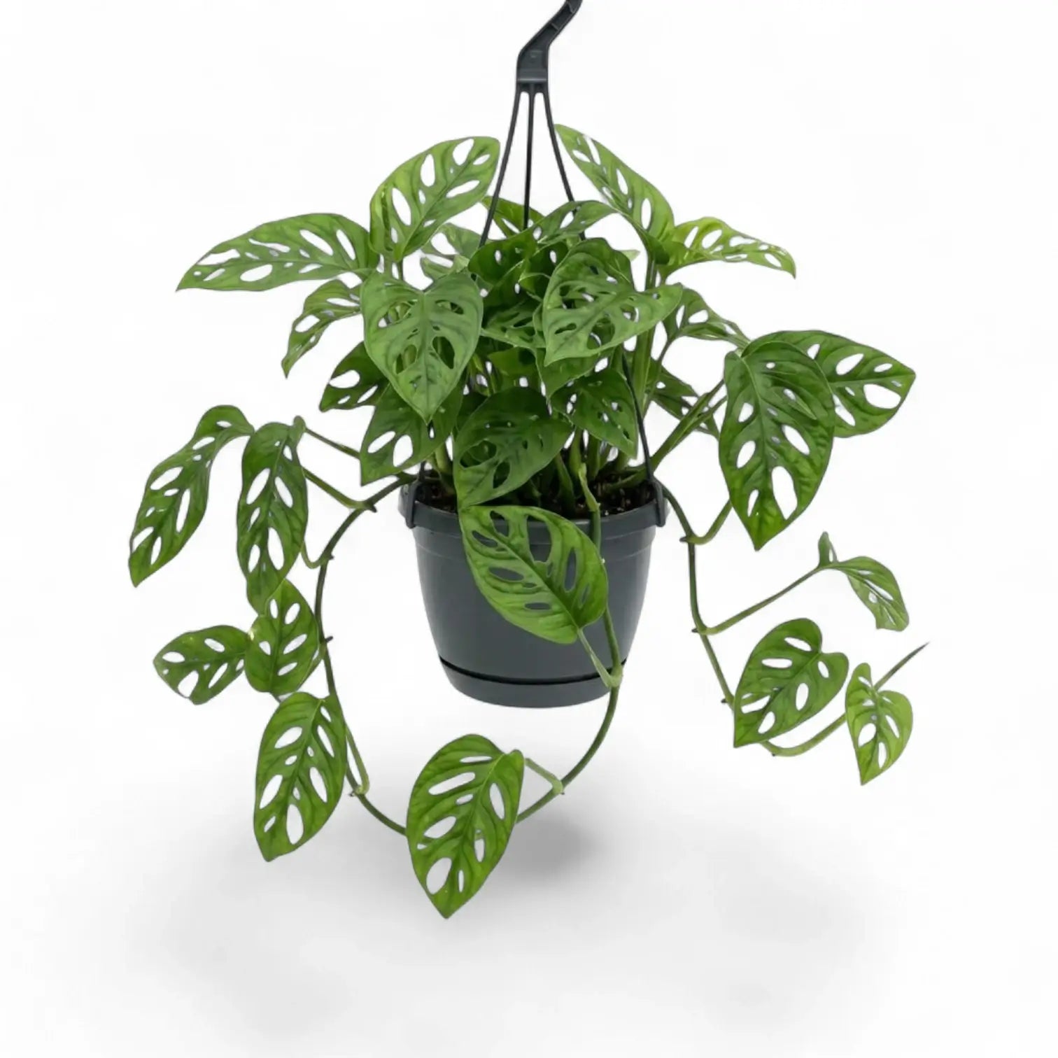 Monstera adansonii Monkey Leaf hanging plant in a suspended nursery pot on white background