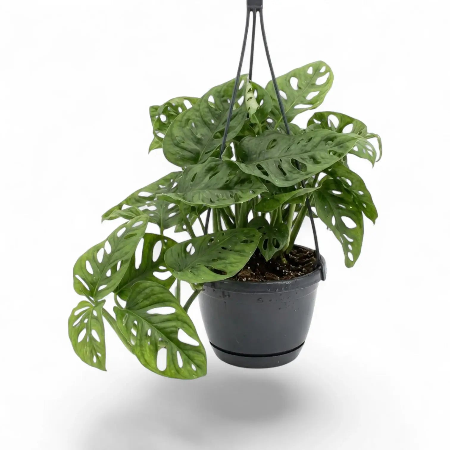 Monstera adansonii Monkey Leaf hanging plant in a suspended nursery pot on white background
