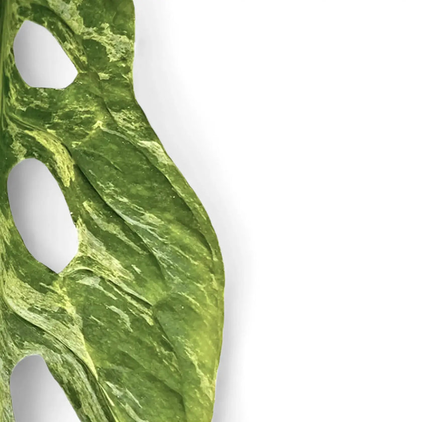 Monstera adansonii 'Indonesian Marble' – Blattdetail vor weißem Hintergrund..