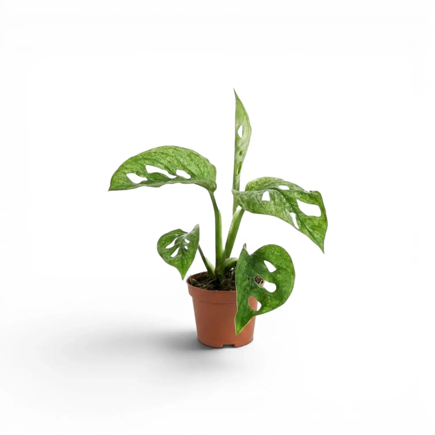 Potted Monstera adansonii Mint baby plant with mint-green variegated leaves on a white background