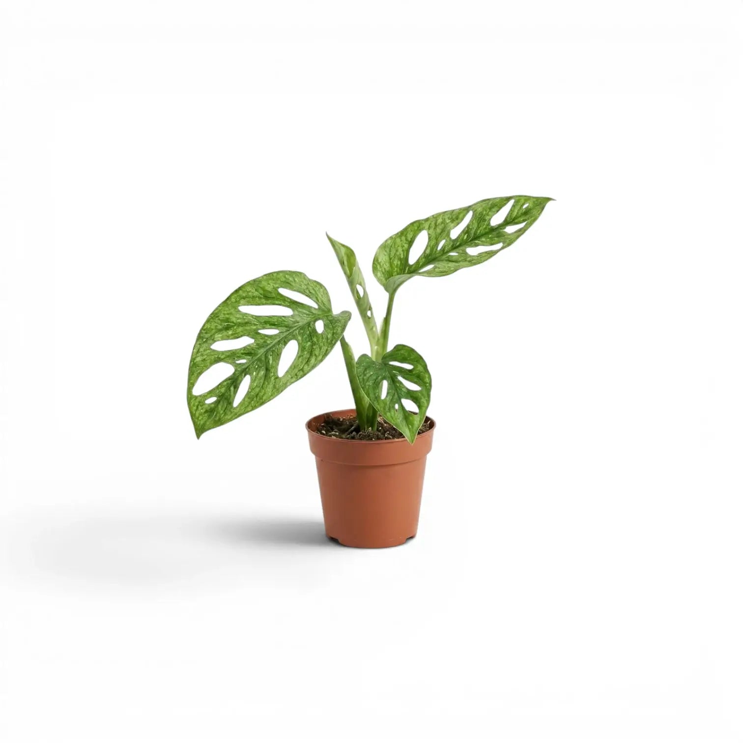 Monstera adansonii-Jungpflanze mit mintgrün panaschierten Blättern im Kulturtopf vor weißem Hintergrund
