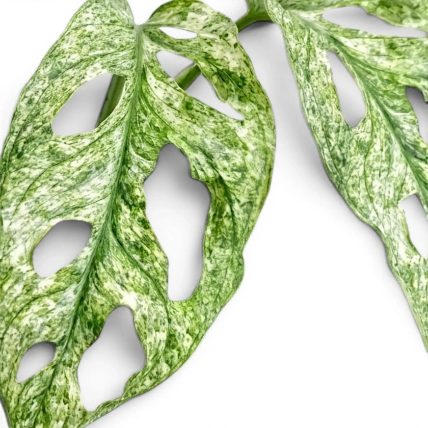 Monstera adansonii Mint mint-green variegated leaves close-up on a white background