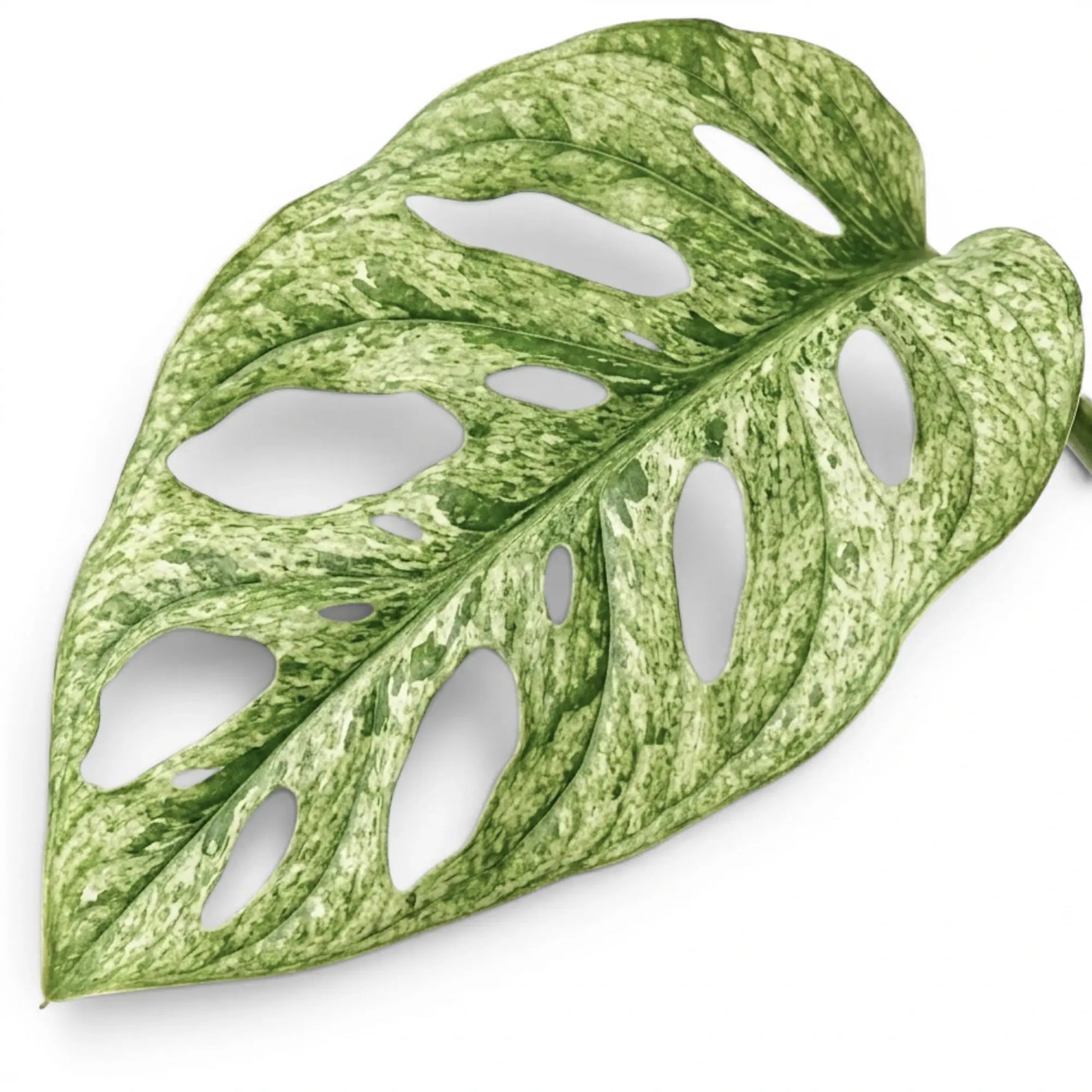 Monstera adansonii Mint mint-green variegated leaf close-up on a white background