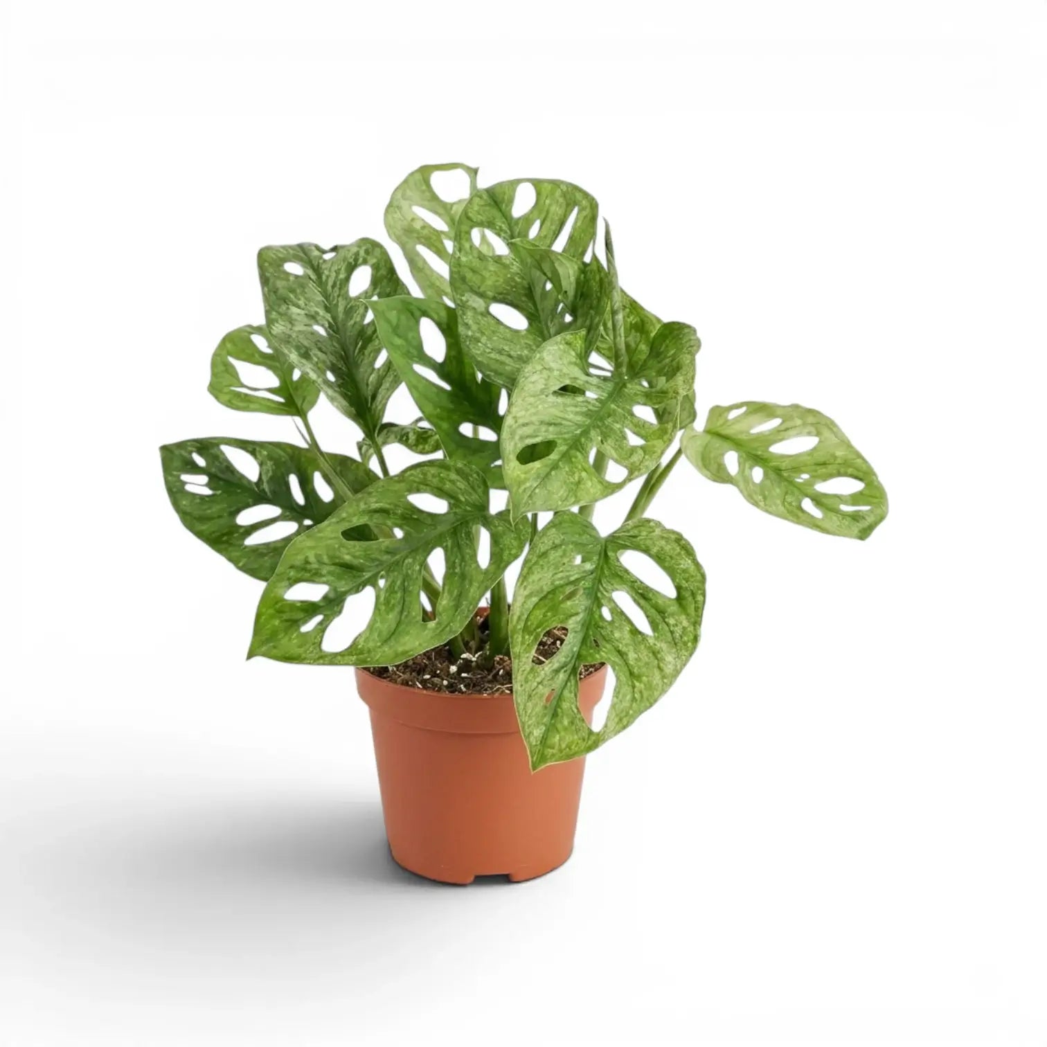 Monstera adansonii Mint variegated plant in a nursery pot on a white background
