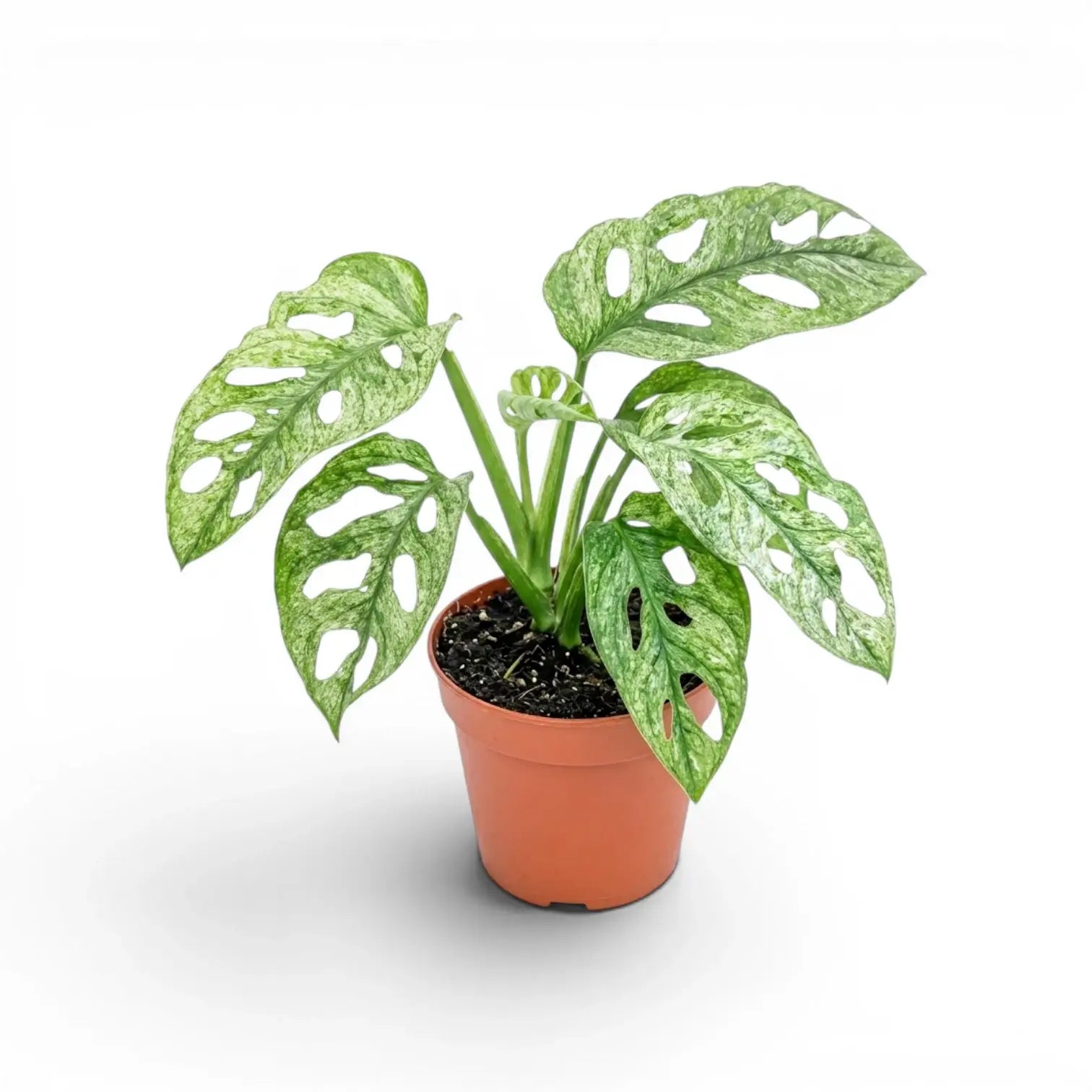 Monstera adansonii Mint variegated plant in a nursery pot on a white background
