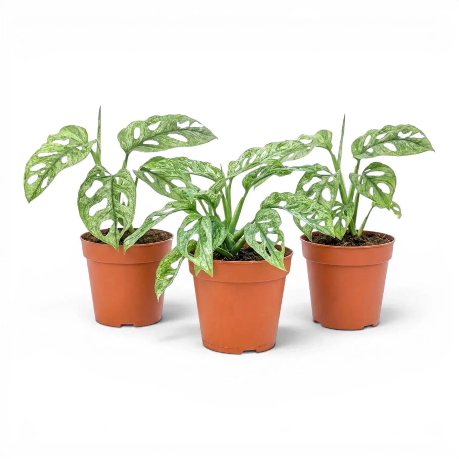 Three Monstera adansonii Mint variegated plants in nursery pots on a white background
