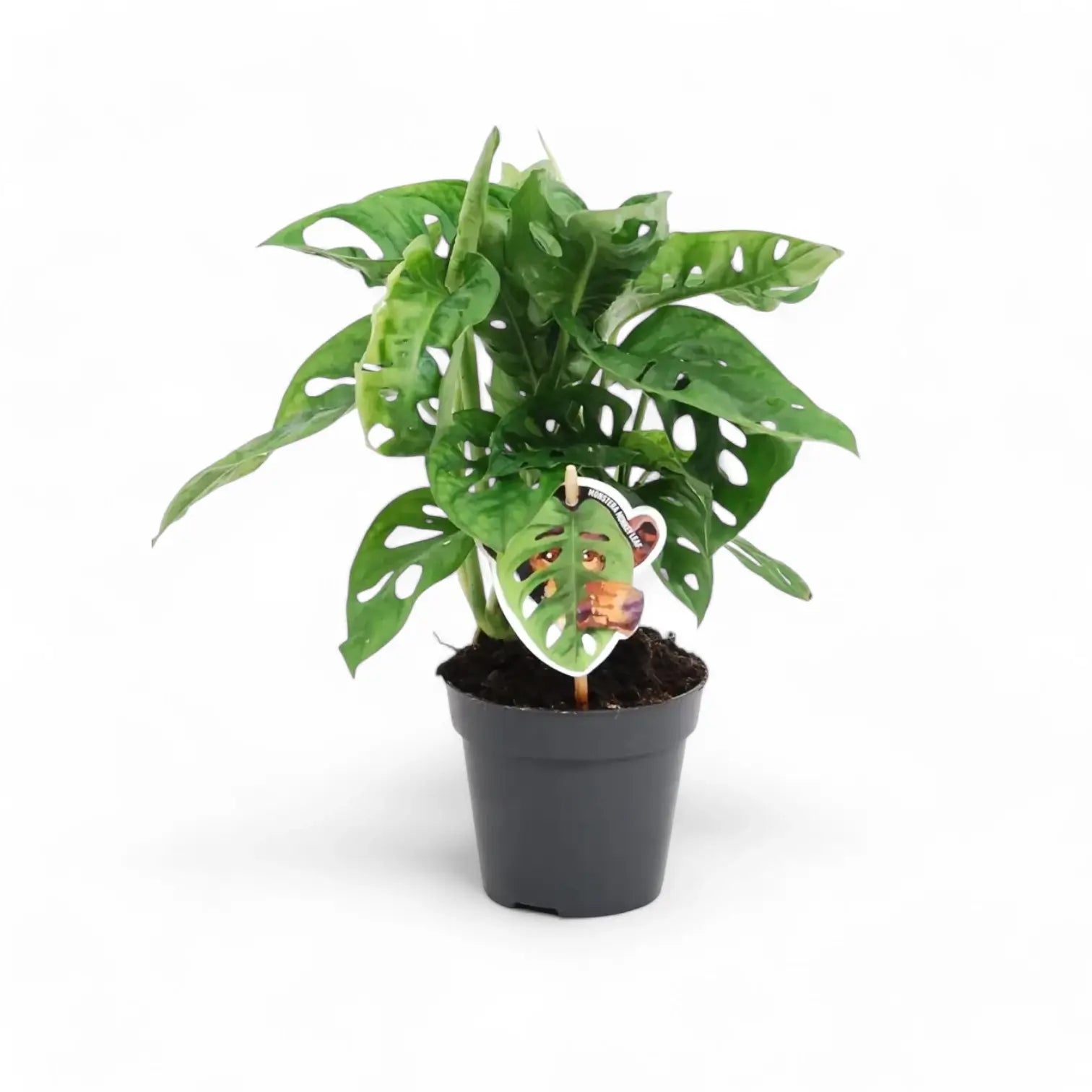 Monstera adansonii 'Monkey leaf' potted plant in nursery pot on white background.