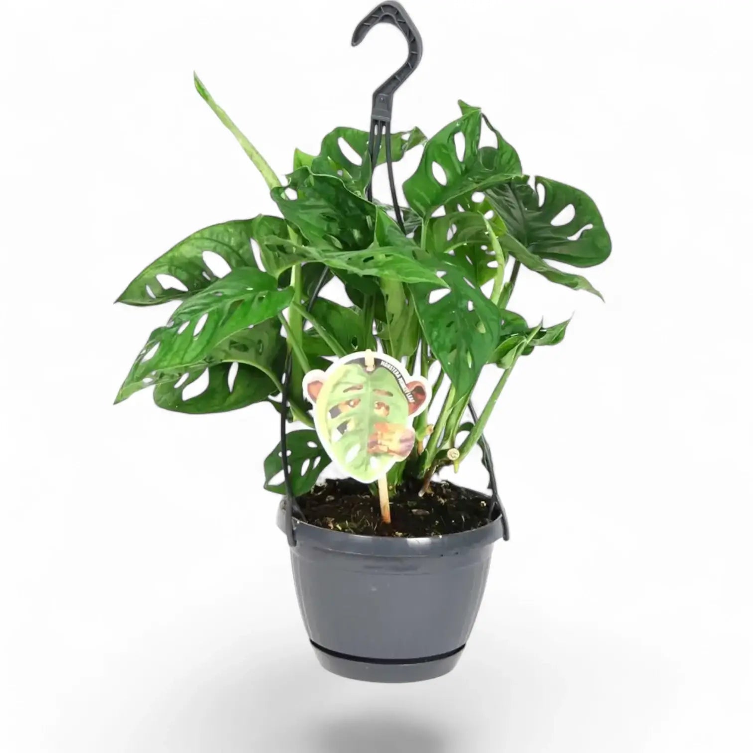 Monstera adansonii 'Monkey leaf' potted plant in nursery pot on white background.