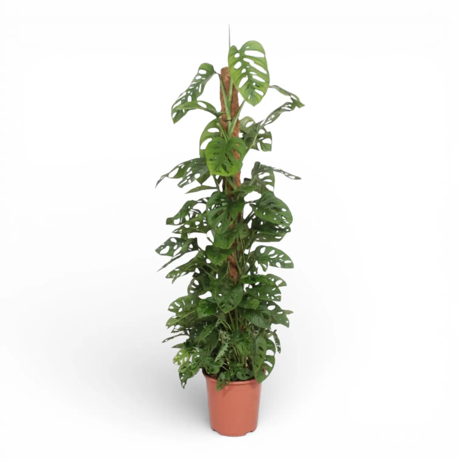 Monstera adansonii 'Monkey leaf' potted plant in nursery pot on white background.