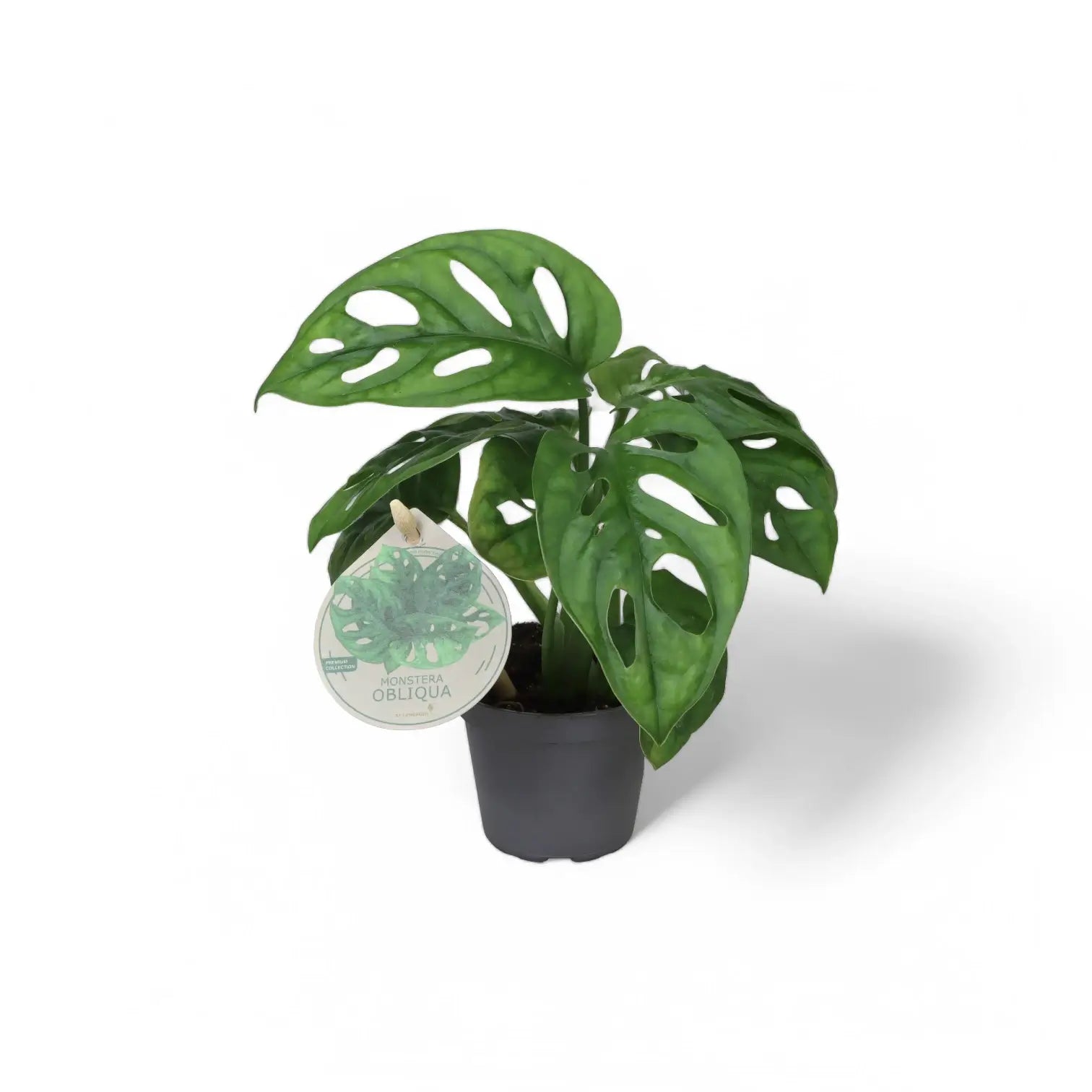 Monstera adansonii 'Monkey leaf' potted plant in nursery pot on white background.