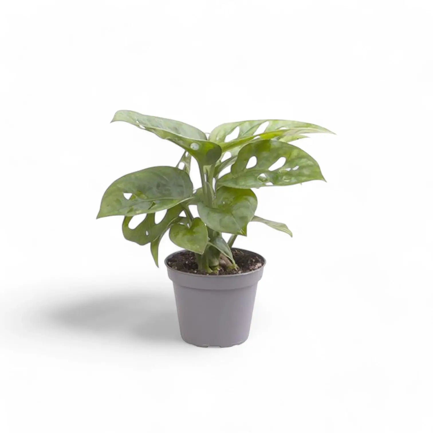 Monstera adansonii 'Monkey leaf' potted plant in nursery pot on white background.
