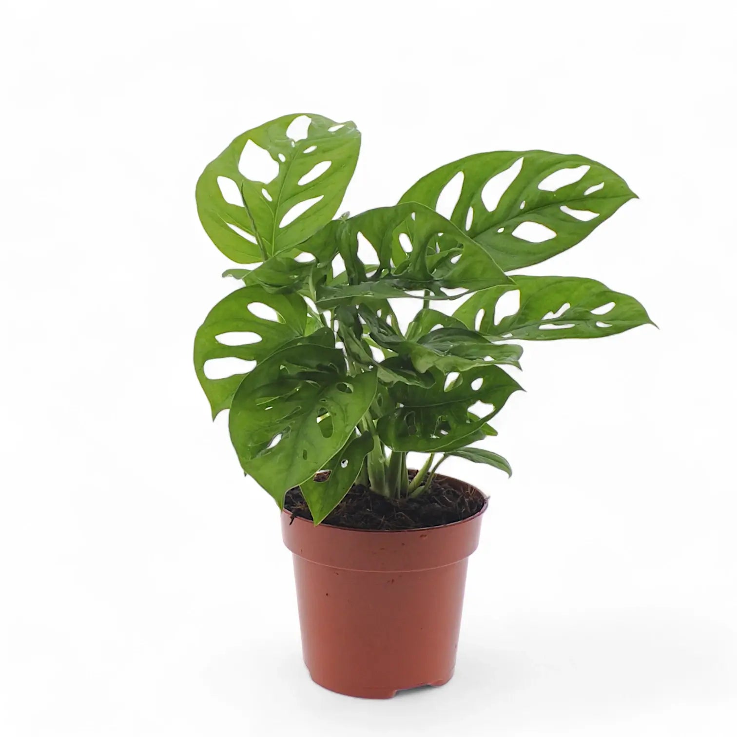 Monstera adansonii 'Monkey leaf' potted plant in nursery pot on white background.
