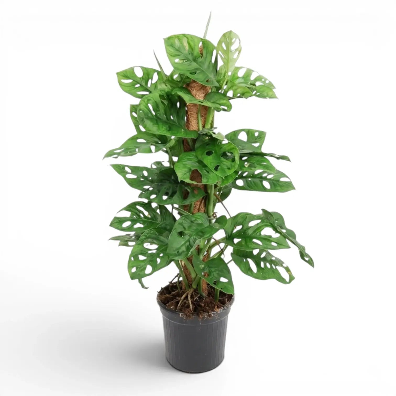 Monstera adansonii Monkey Leaf climbing plant on a moss pole in a nursery pot on white background