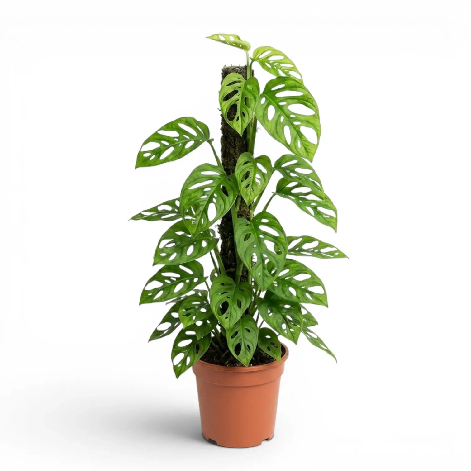 Monstera adansonii Monkey Leaf climbing plant on a moss pole in a nursery pot on white background