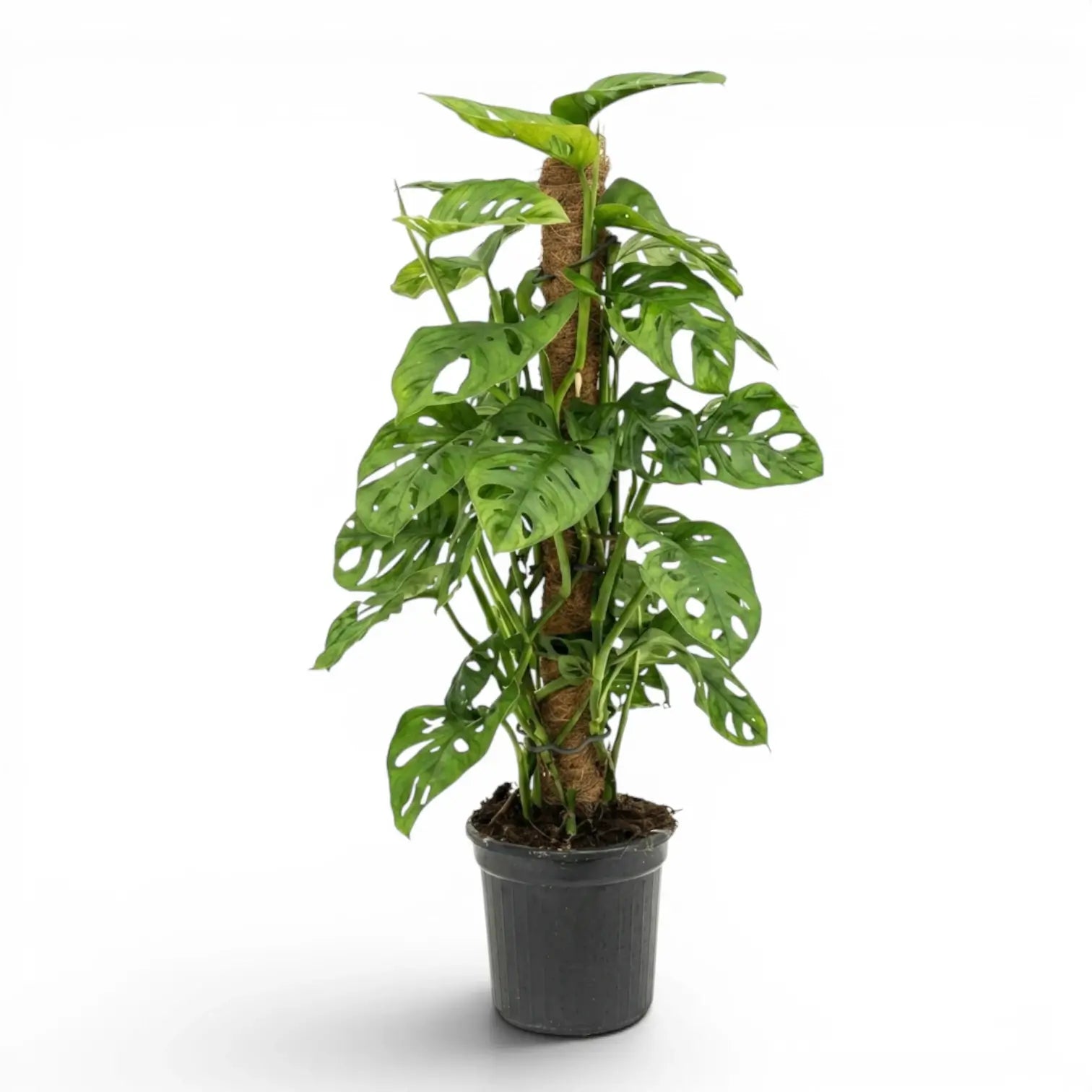 Monstera adansonii Monkey Leaf climbing plant on a moss pole in a nursery pot on white background
