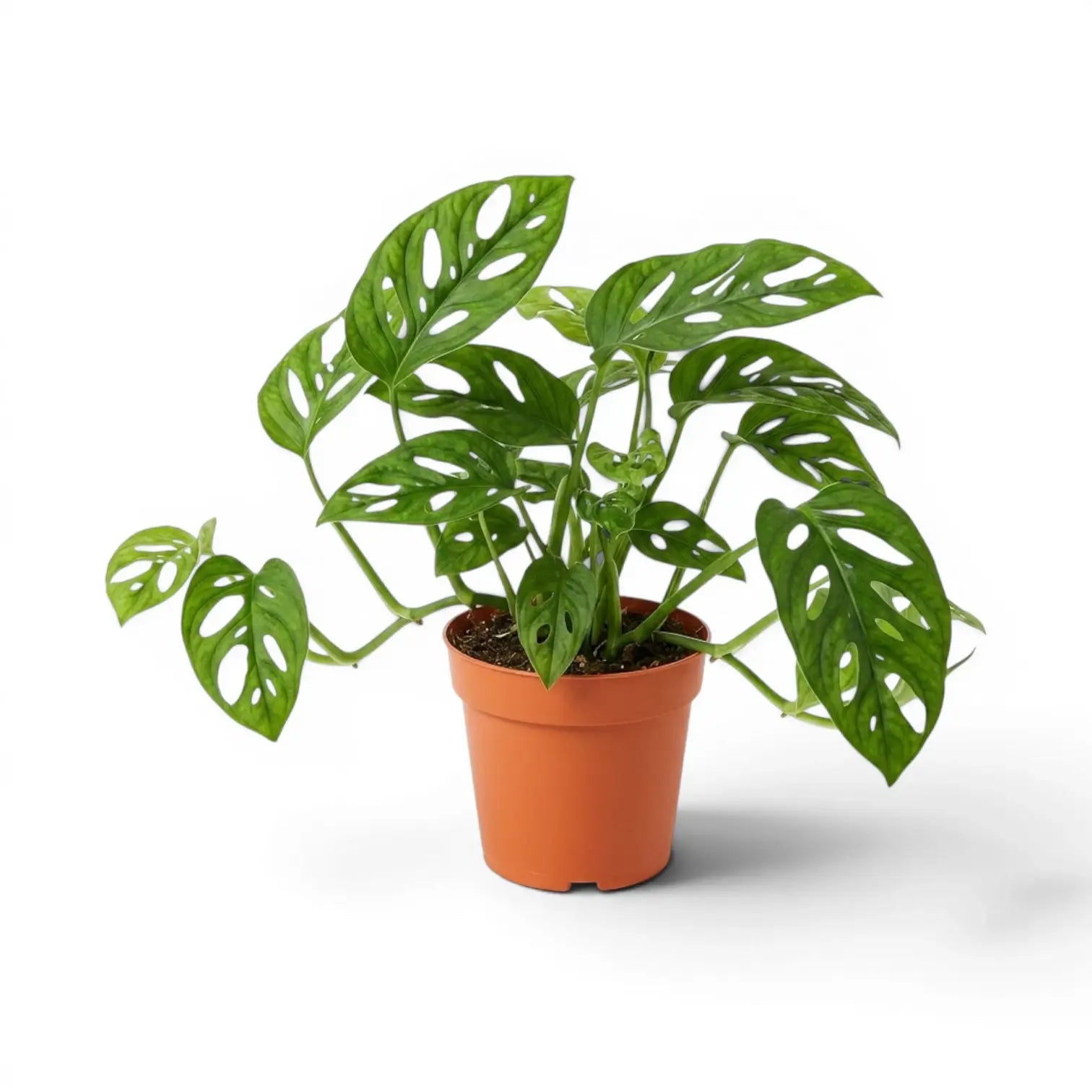 Monstera adansonii Monkey Leaf plant in a nursery pot on white background