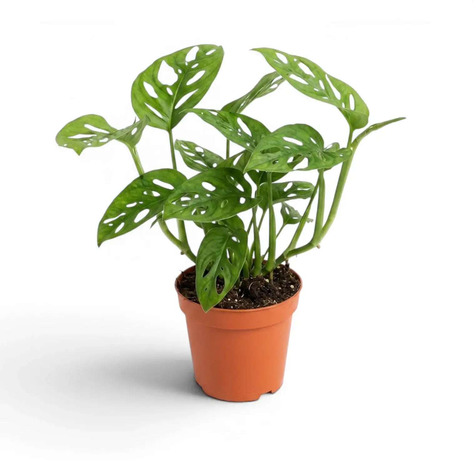 Monstera adansonii Monkey Leaf plant in a nursery pot on white background