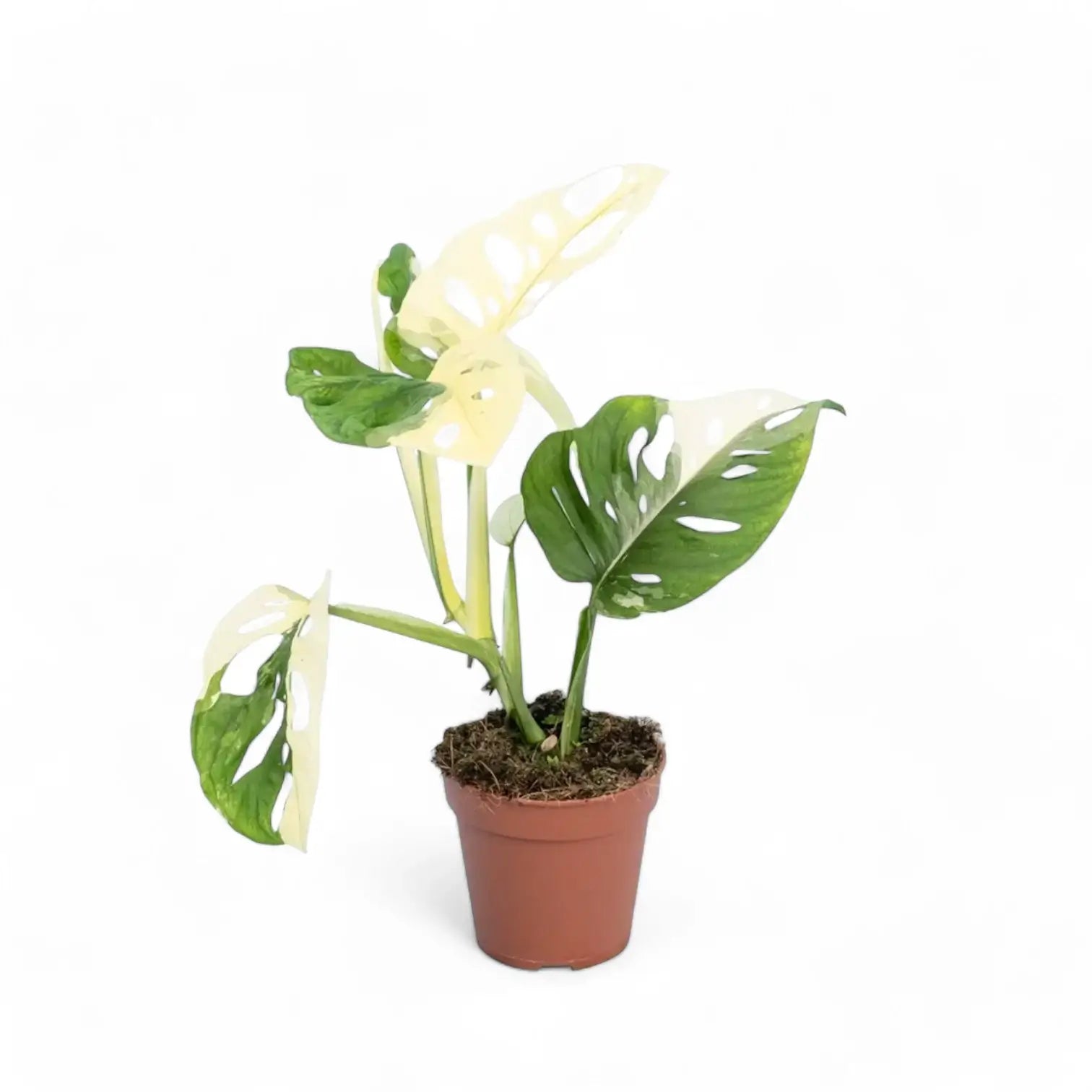 Monstera adansonii variegata potted plant in nursery pot on white background.