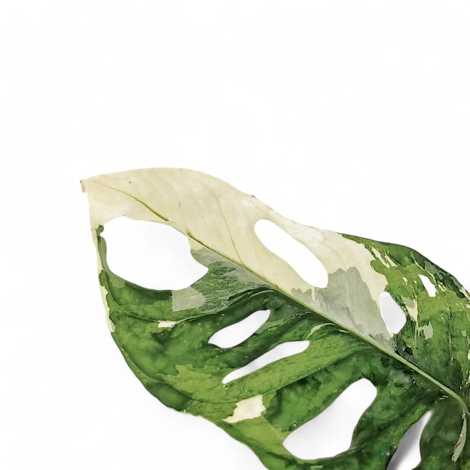 Monstera adansonii variegata potted plant in nursery pot on white background.