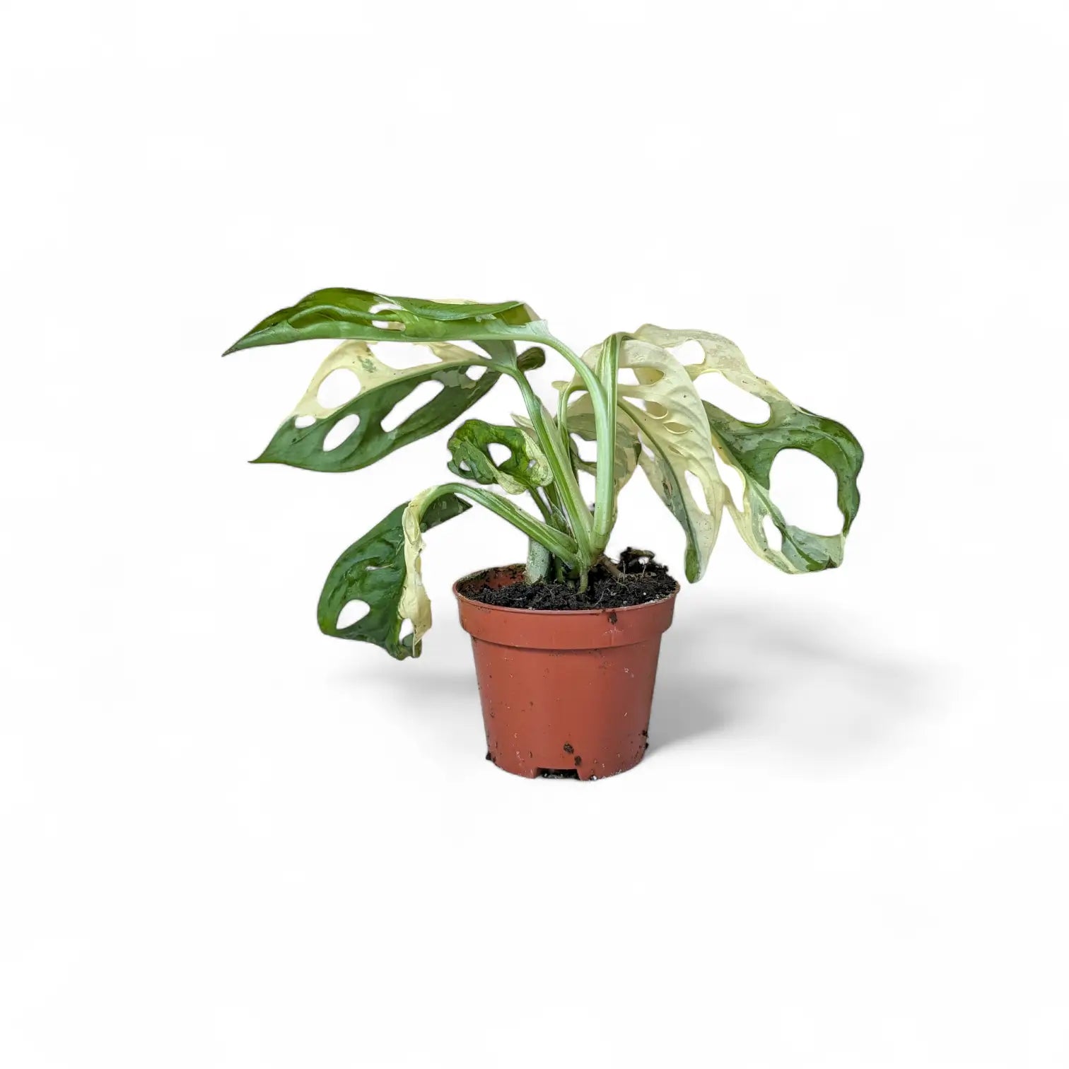 Monstera adansonii variegata potted plant in nursery pot on white background.