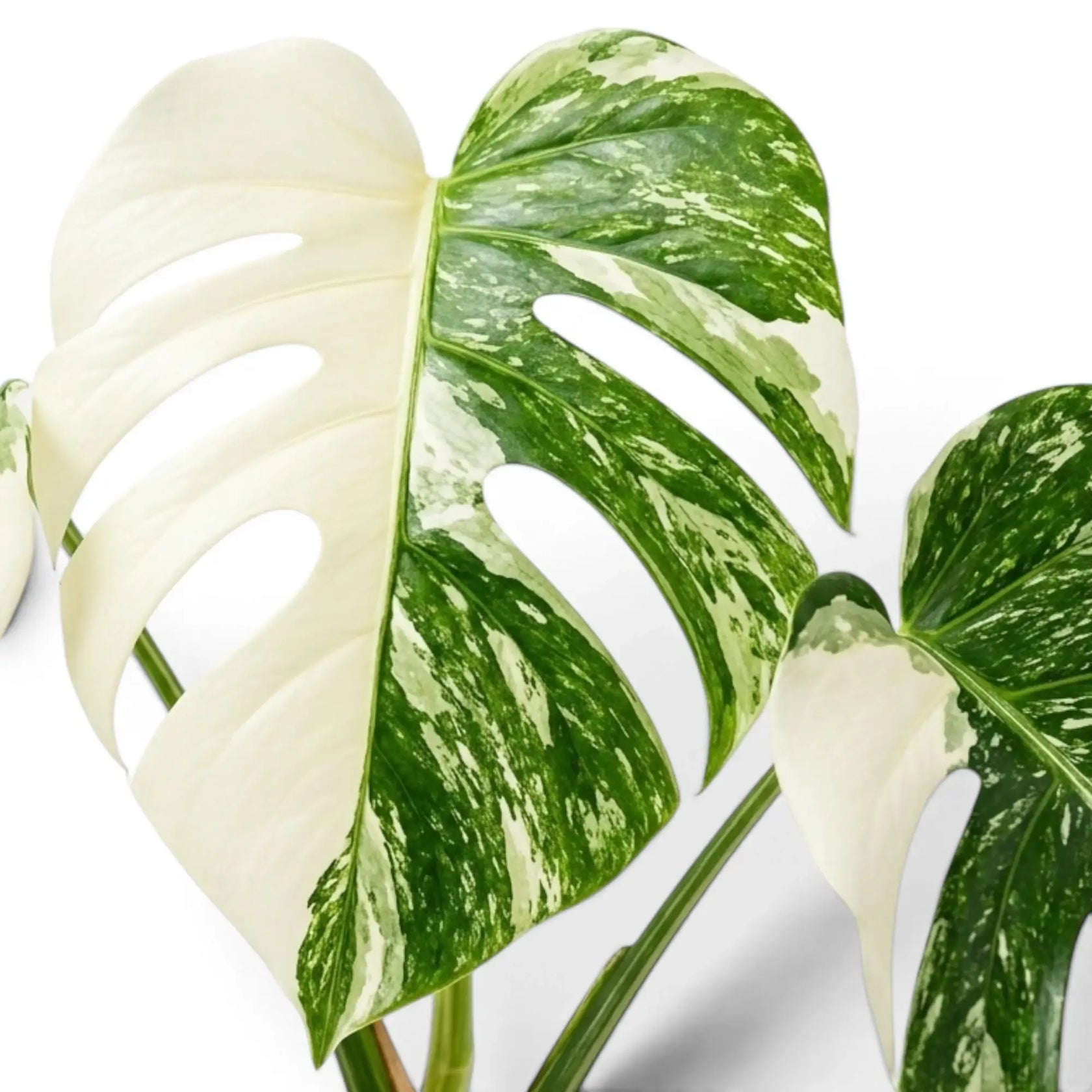 Close-up of a Monstera Albo variegata plant with green and white leaves on a white background