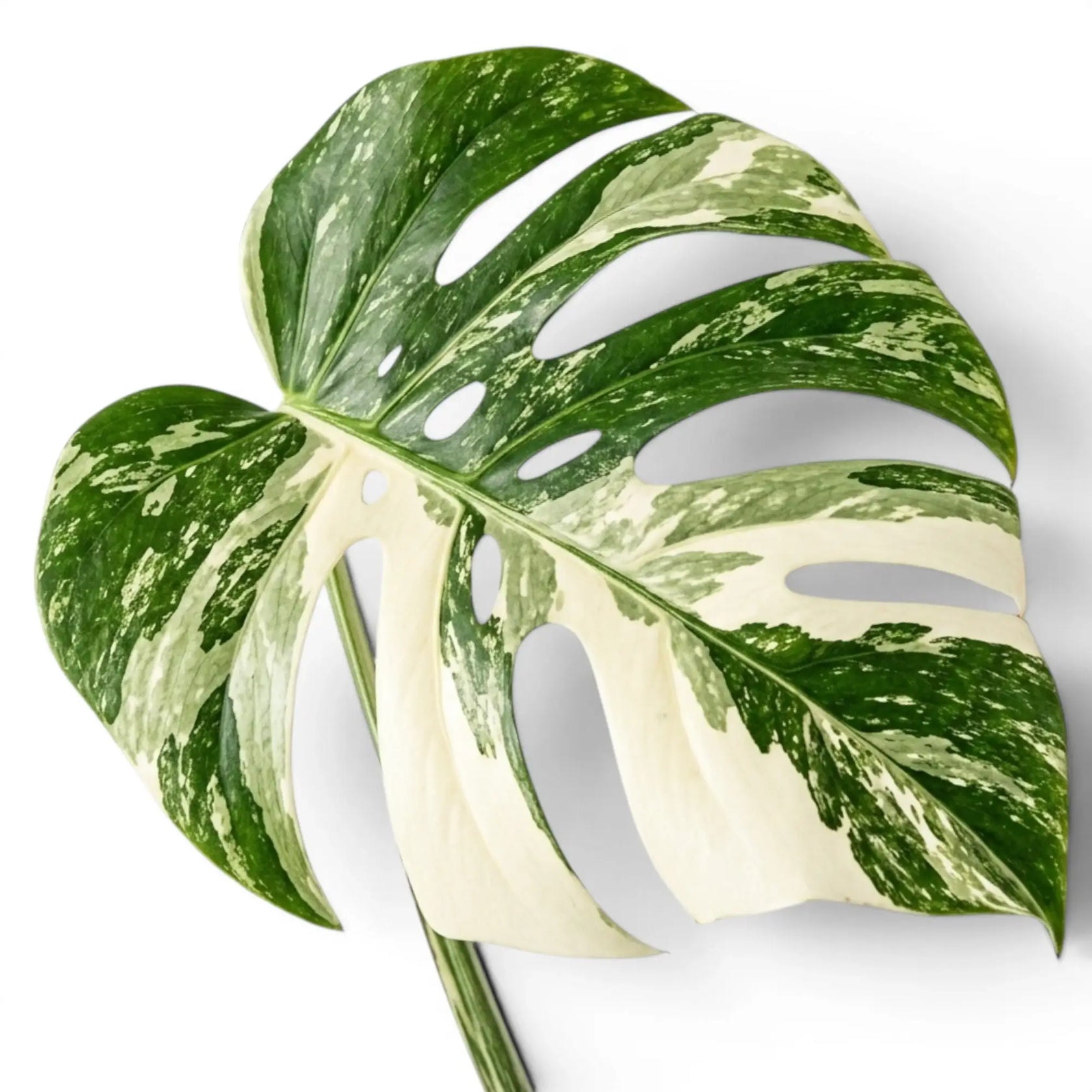Variegated Monstera leaf on a white background