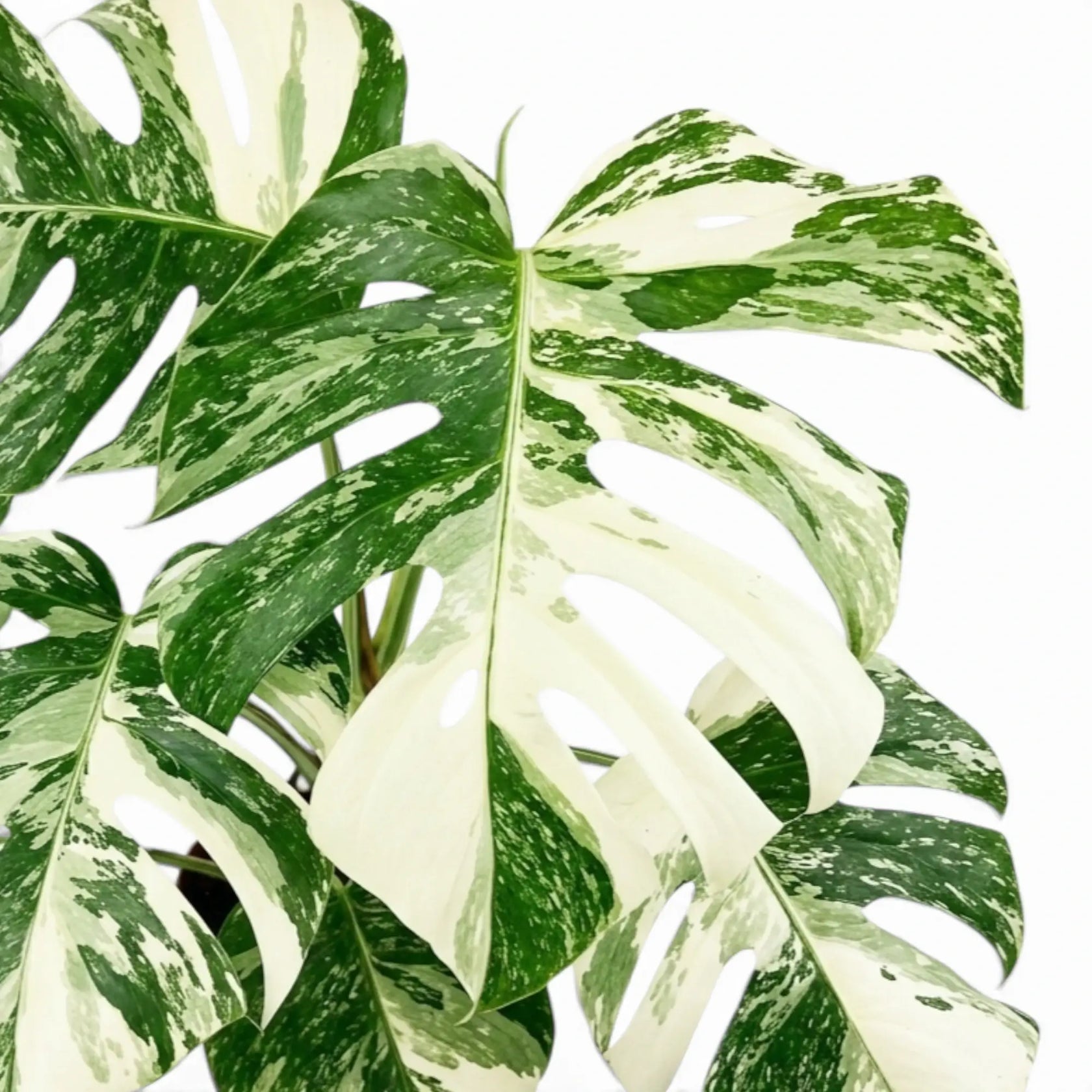 Variegated monstera plant foliage on a white background