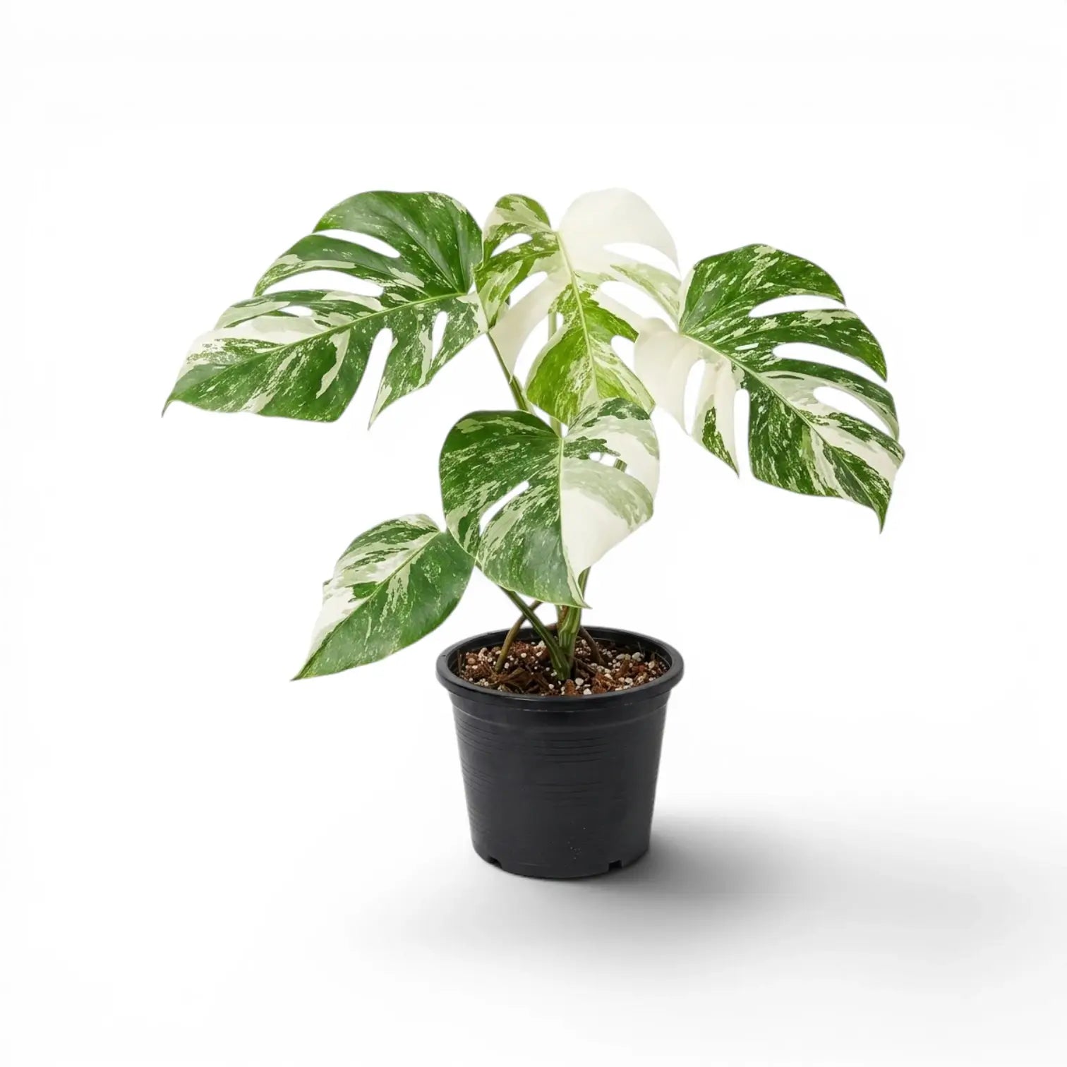 Potted Monstera Albo variegata plant with green and white leaves on a white background