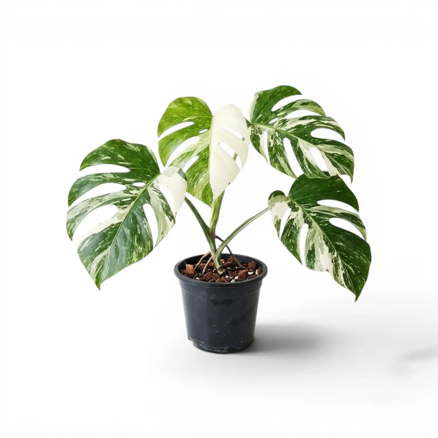 Potted Monstera Albo variegata plant with green and white leaves on a white background