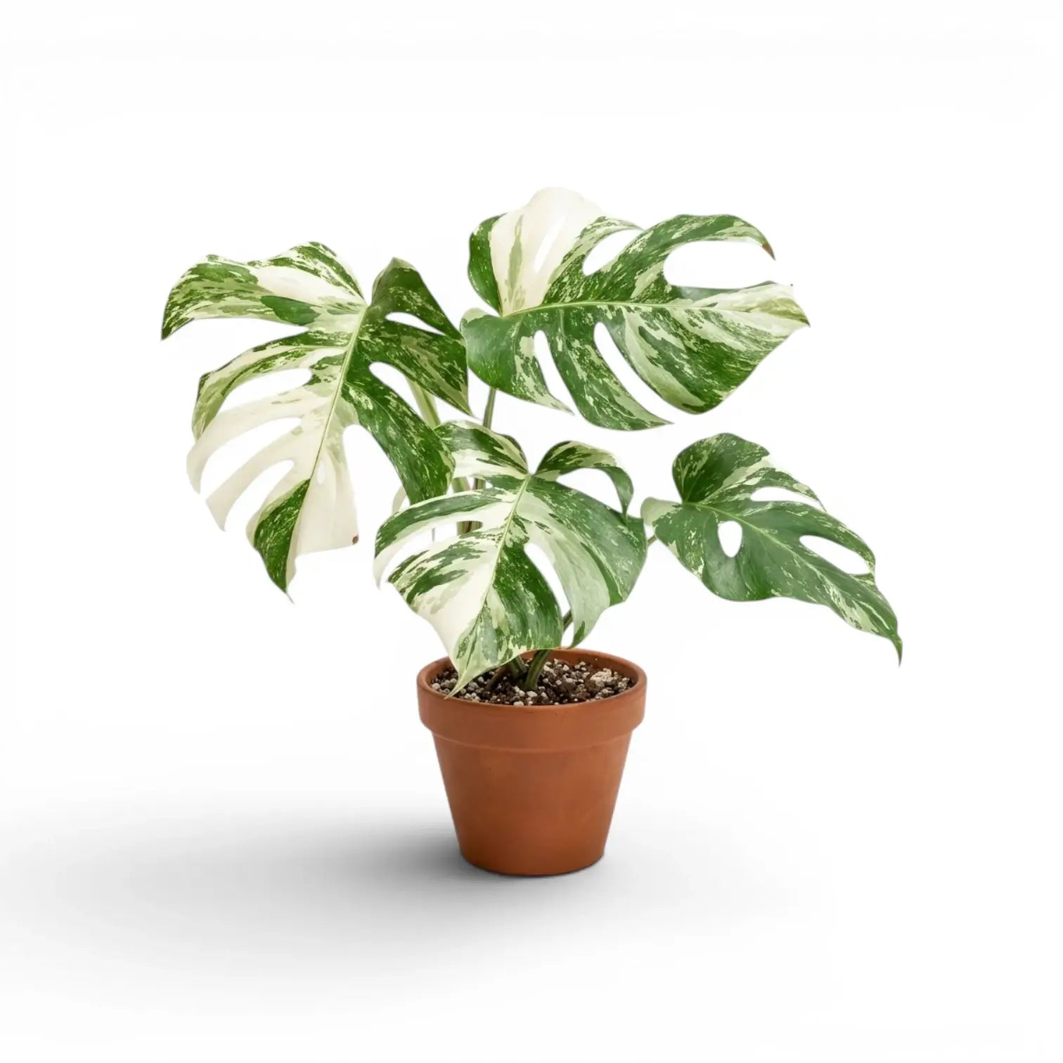 Potted Monstera Albo variegata plant with green and white leaves on a white background