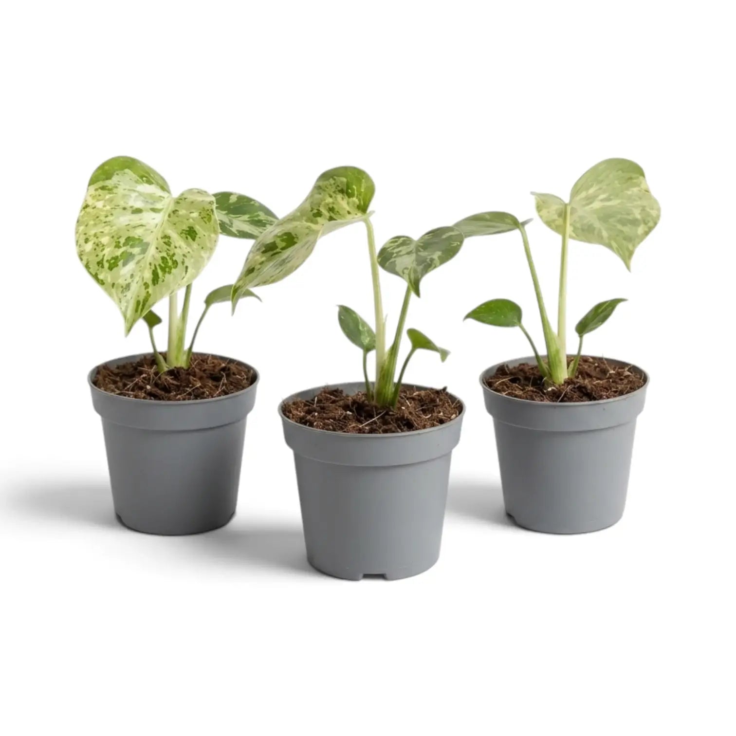 Three specimens of Monstera deliciosa 'Bulbasaur' baby plants on white background.