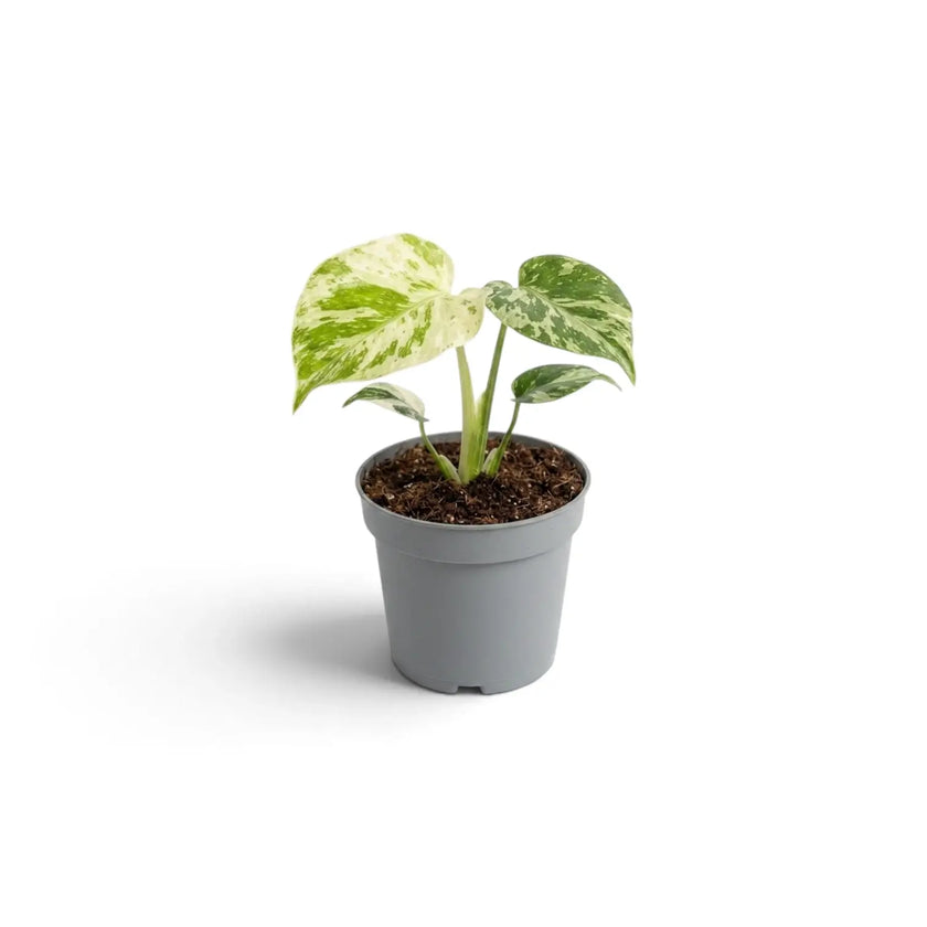 Monstera deliciosa 'Bulbasaur' baby plant against a white background