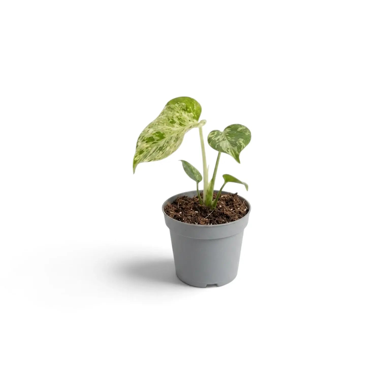 A small variegated green and cream Monstera deliciosa 'Bulbasaur' baby plant, in a simple gray plastic nursery pot, shown on a clean white background with a soft shadow.