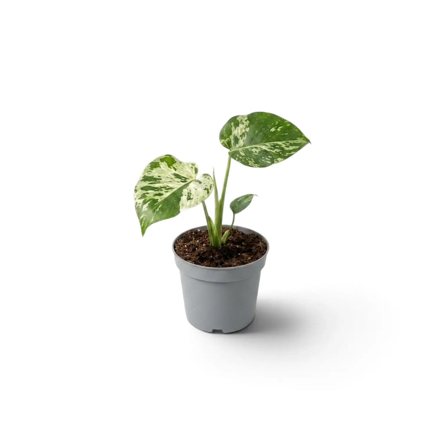 A small variegated green and cream Monstera deliciosa 'Bulbasaur' baby plant, in a simple gray plastic nursery pot, shown on a clean white background with a soft shadow.