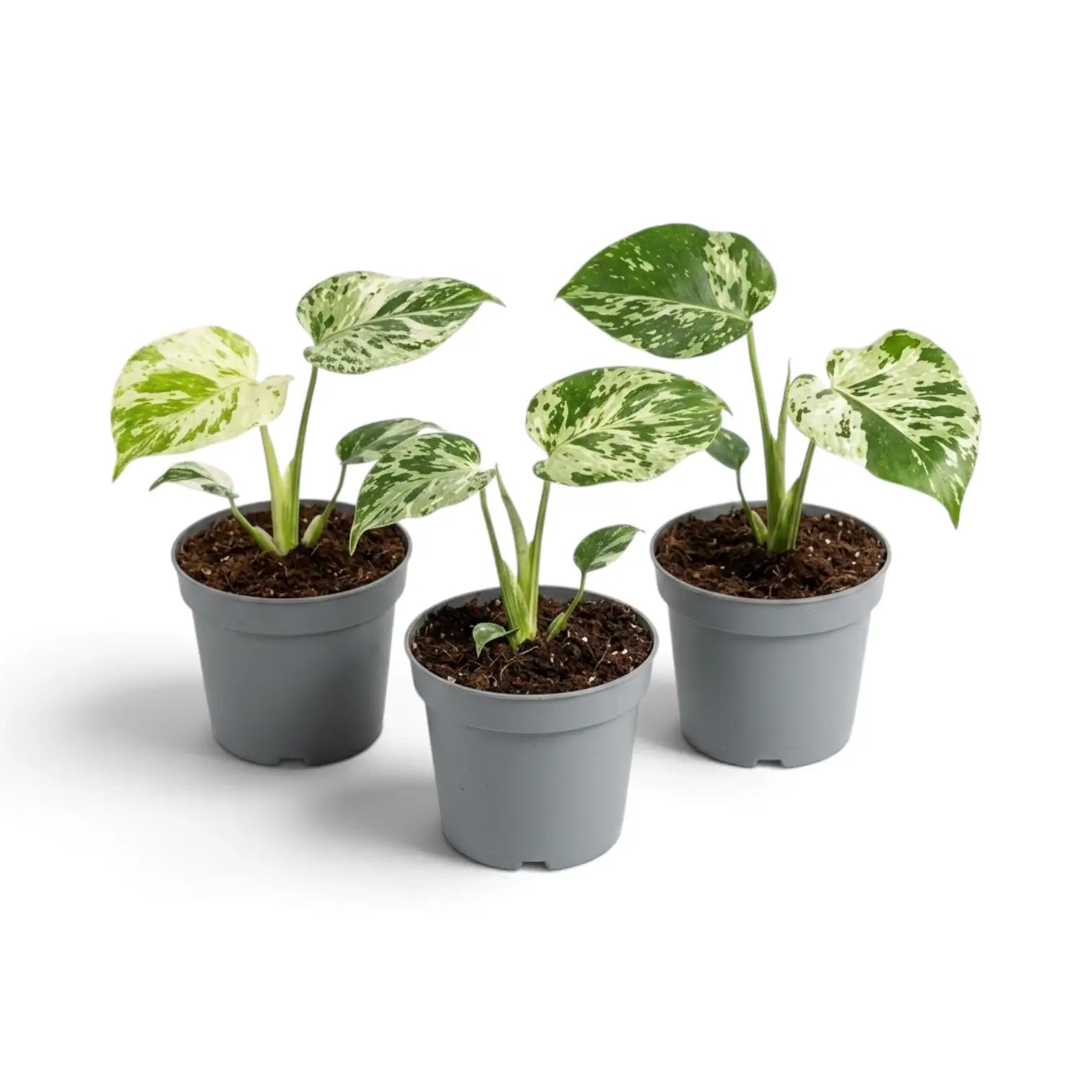 Three specimens of Monstera deliciosa 'Bulbasaur' baby plants on white background.