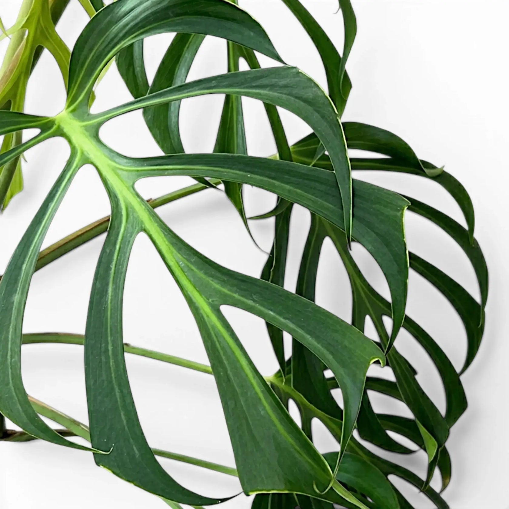 Nahaufnahme grüner, tief geschlitzter Blätter von Monstera Burle Marx's Flame vor weißem Hintergrund