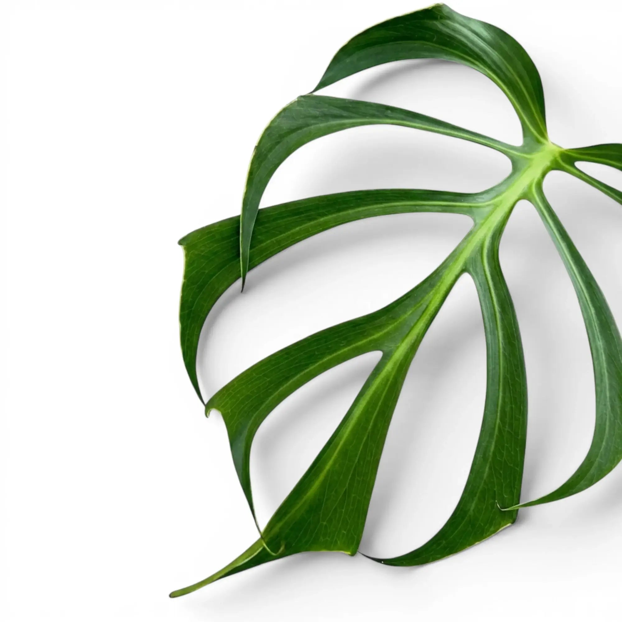 Grünes, tief geschlitztes Blatt von Monstera Burle Marx's Flame vor weißem Hintergrund