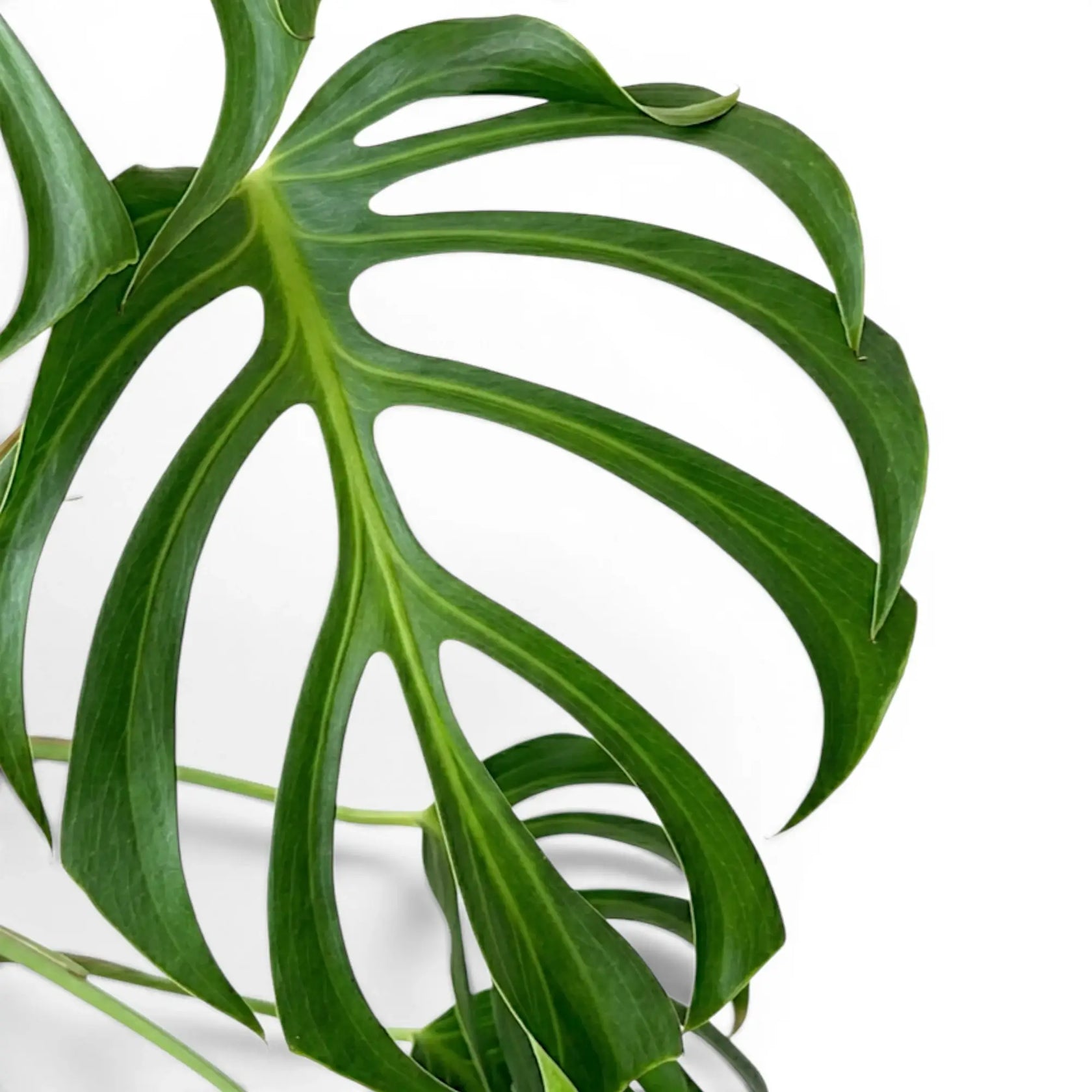 Nahaufnahme eines grünen, tief geschlitzten Blattes von Monstera Burle Marx's Flame vor weißem Hintergrund