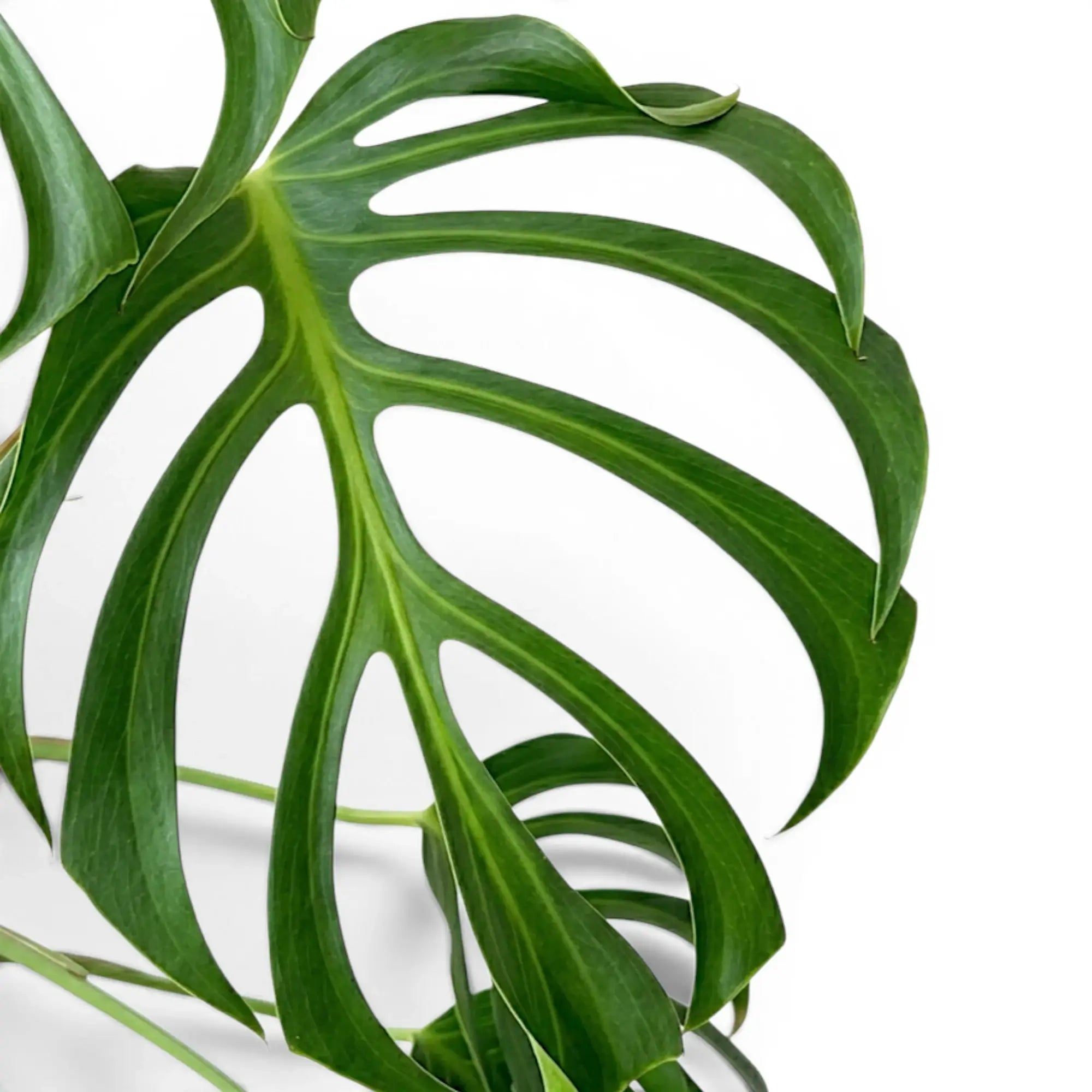 Nahaufnahme eines grünen, tief geschlitzten Blattes von Monstera Burle Marx's Flame vor weißem Hintergrund