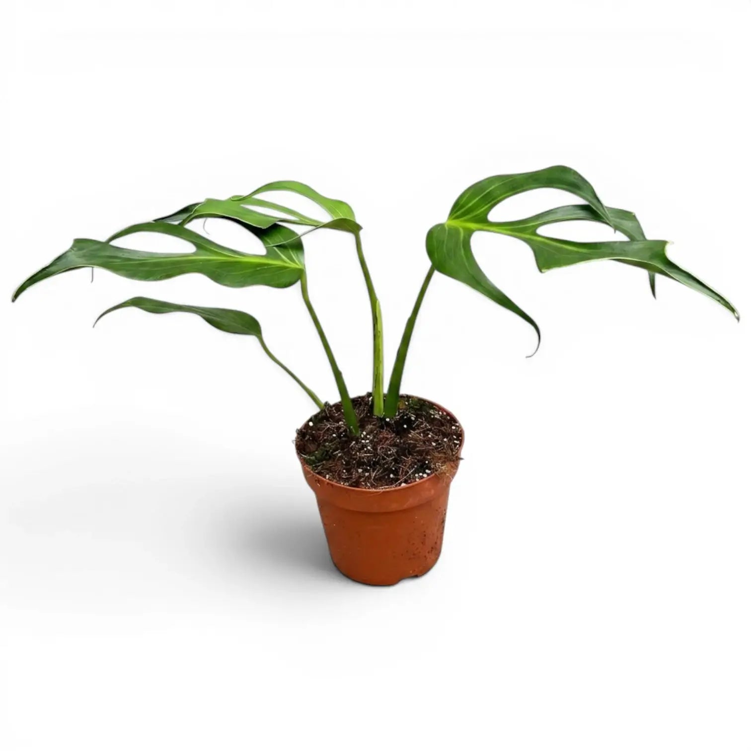 Monstera Burle Marx's Flame im Kulturtopf vor weißem Hintergrund