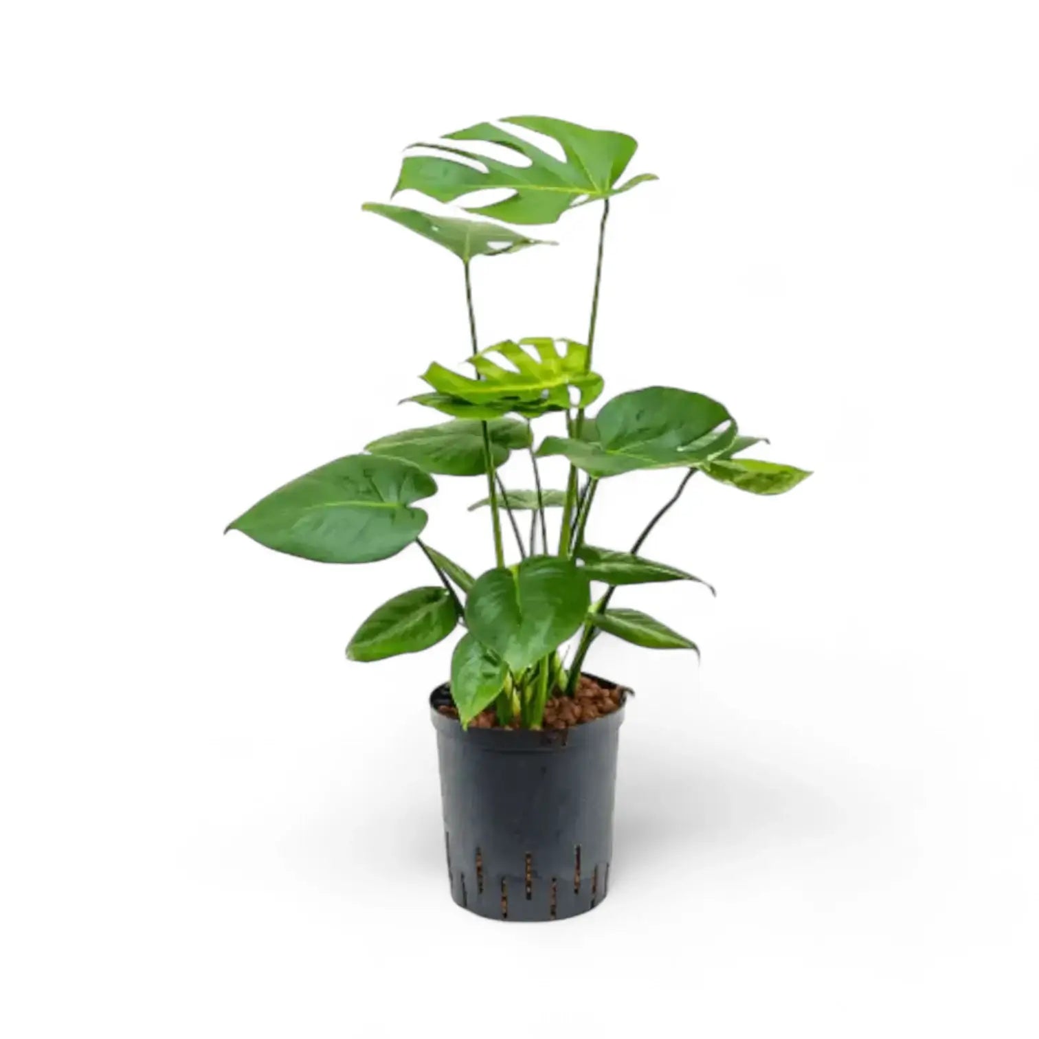 Monstera deliciosa potted plant in nursery pot on white background.
