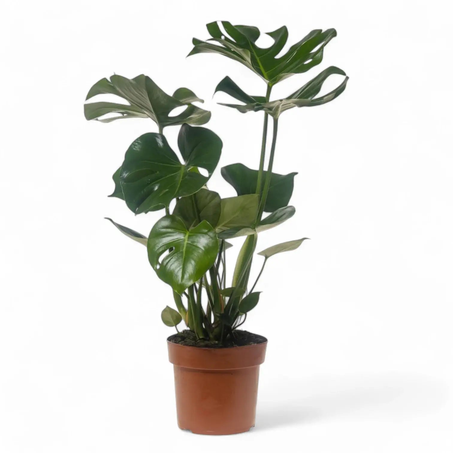 Monstera deliciosa potted plant in nursery pot on white background.