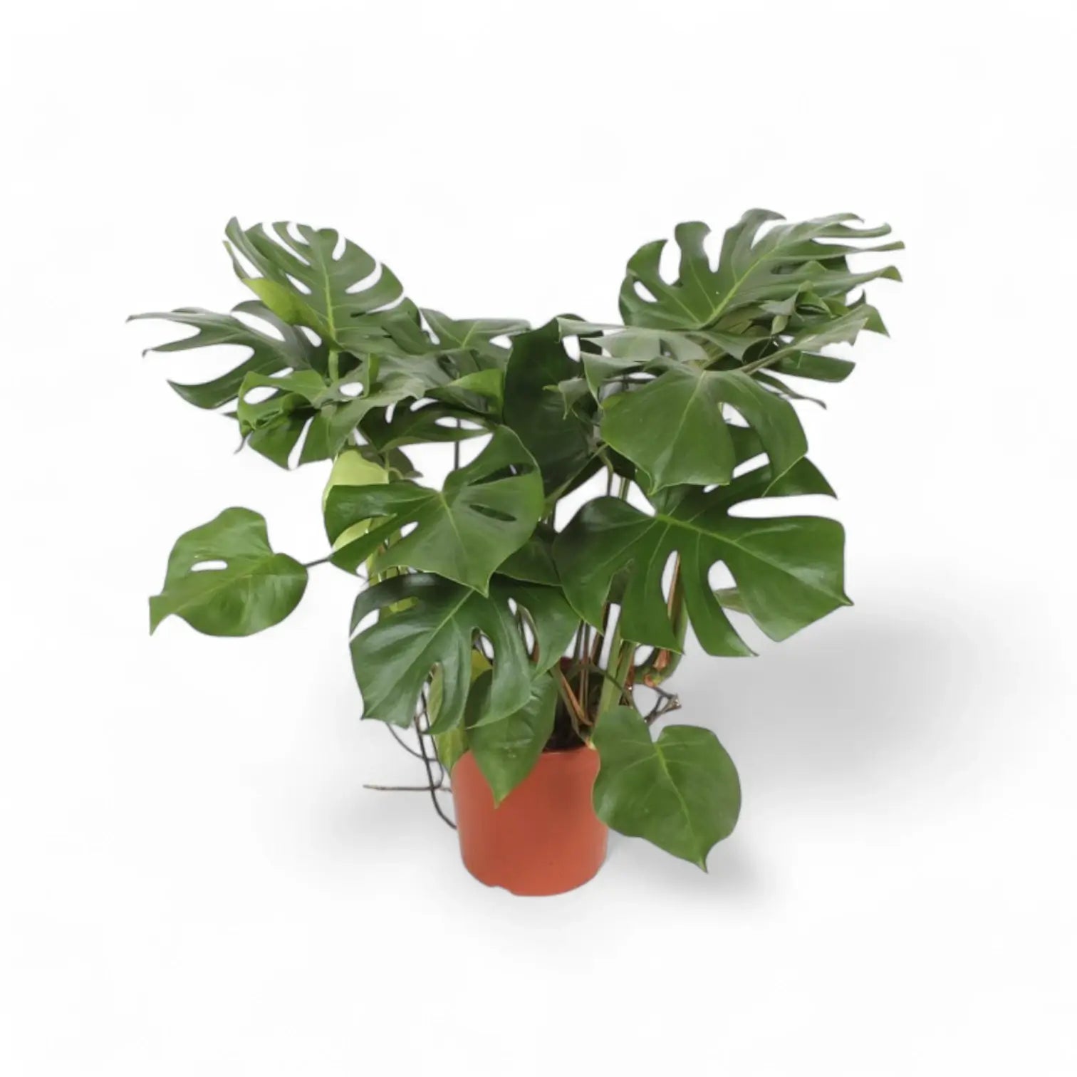 Monstera deliciosa potted plant in nursery pot on white background.
