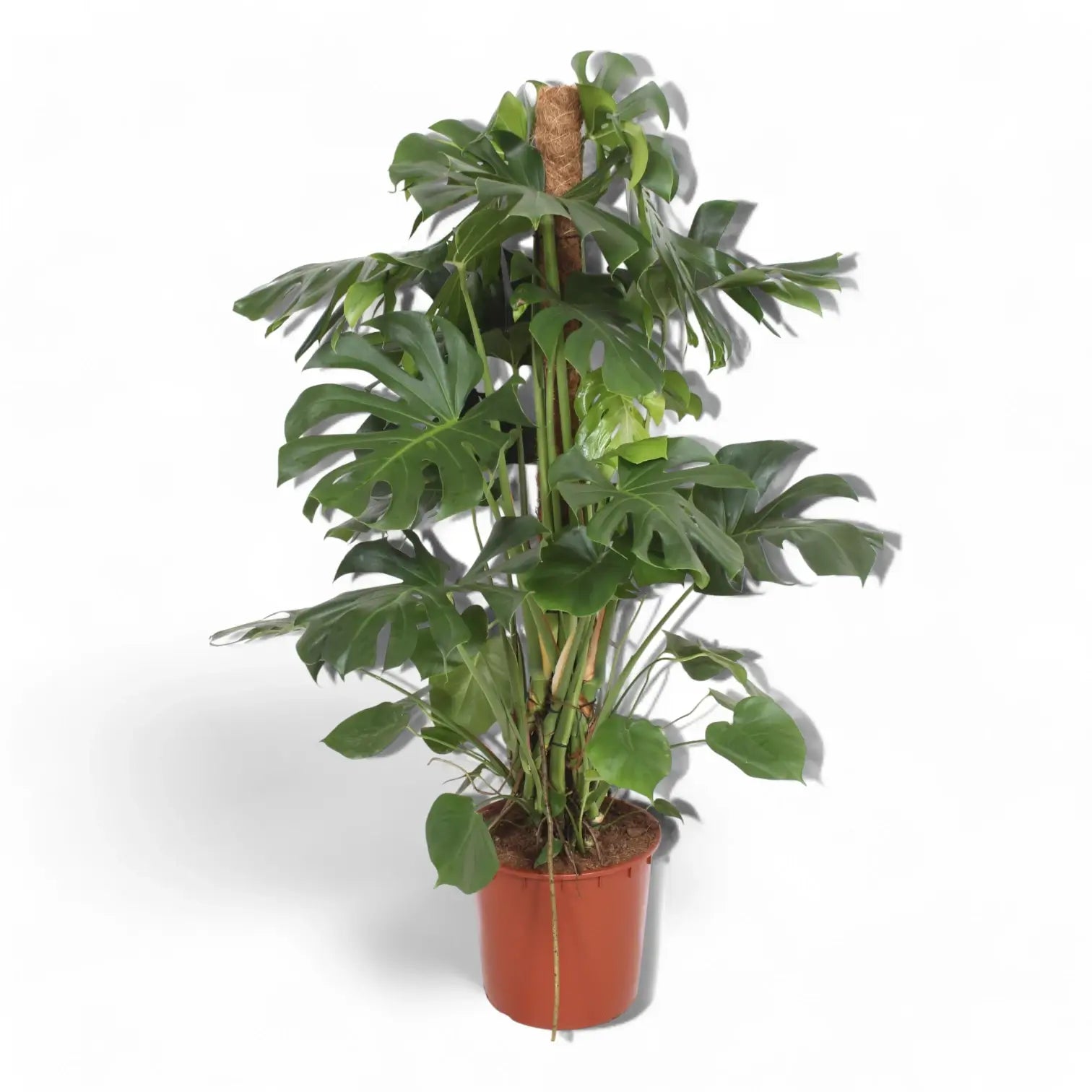Monstera deliciosa potted plant in nursery pot on white background.