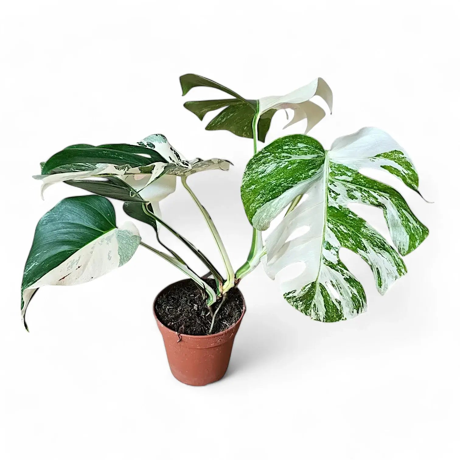 Monstera deliciosa Albo Variegata – Zimmerpflanze im Kulturtopf auf weißem Hintergrund, Produktfoto 2.