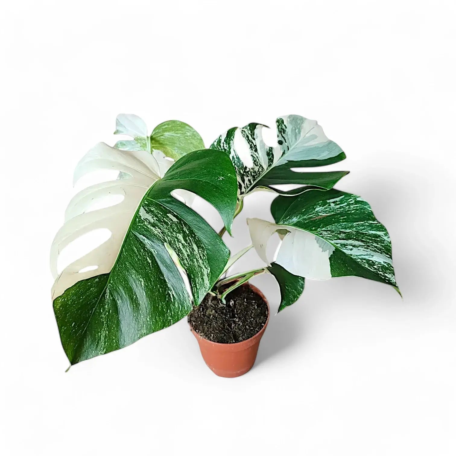Monstera deliciosa Albo Variegata – Zimmerpflanze im Kulturtopf auf weißem Hintergrund, Produktfoto 4.