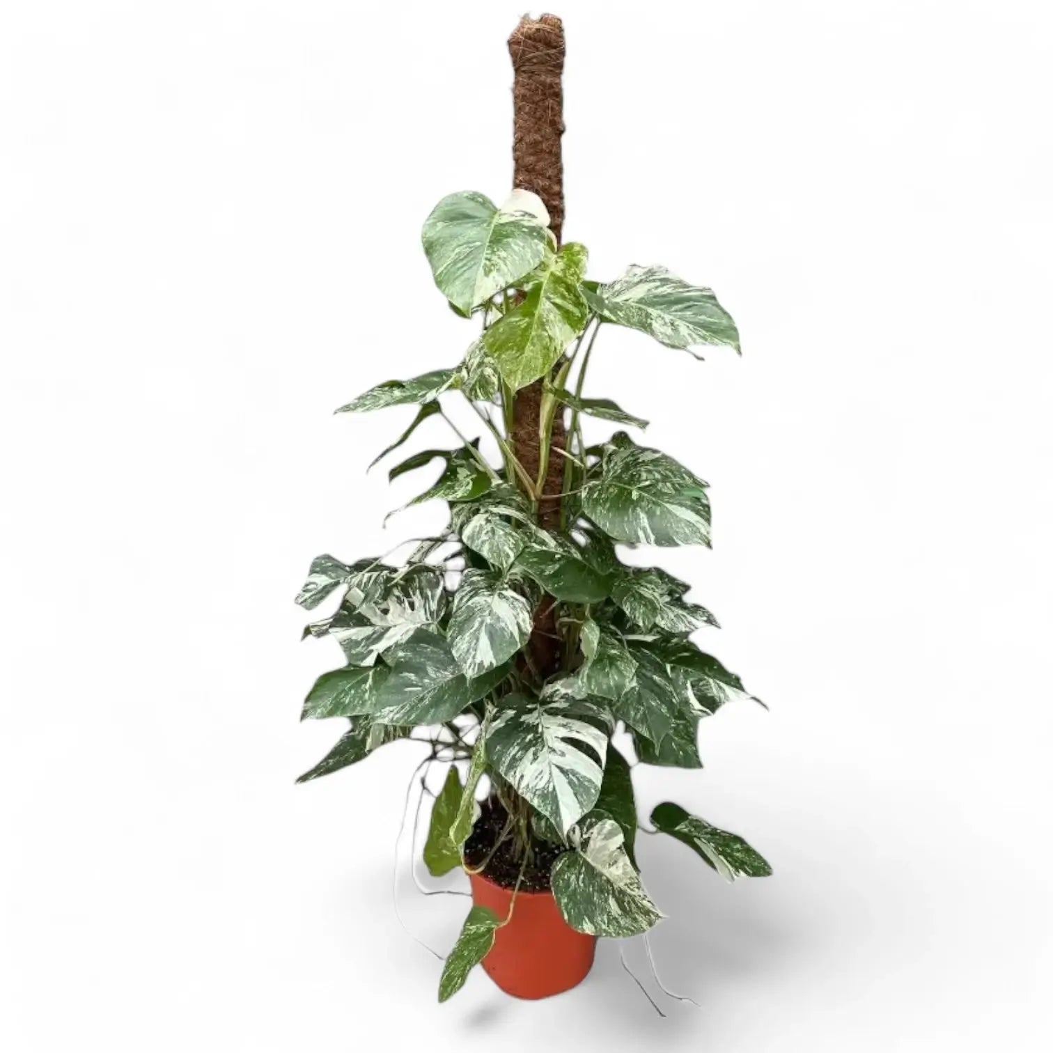 Monstera deliciosa Albo Variegata – Zimmerpflanze im Kulturtopf auf weißem Hintergrund, Produktfoto 6.