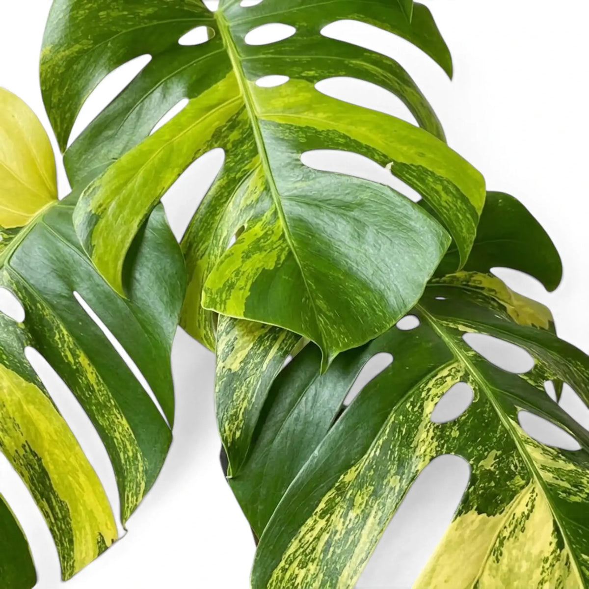 Überlappende, ausgewachsene Blätter von Monstera ‘Aurea’ mit Blattöffnungen und einer Marmorierung in Gelb und Grün