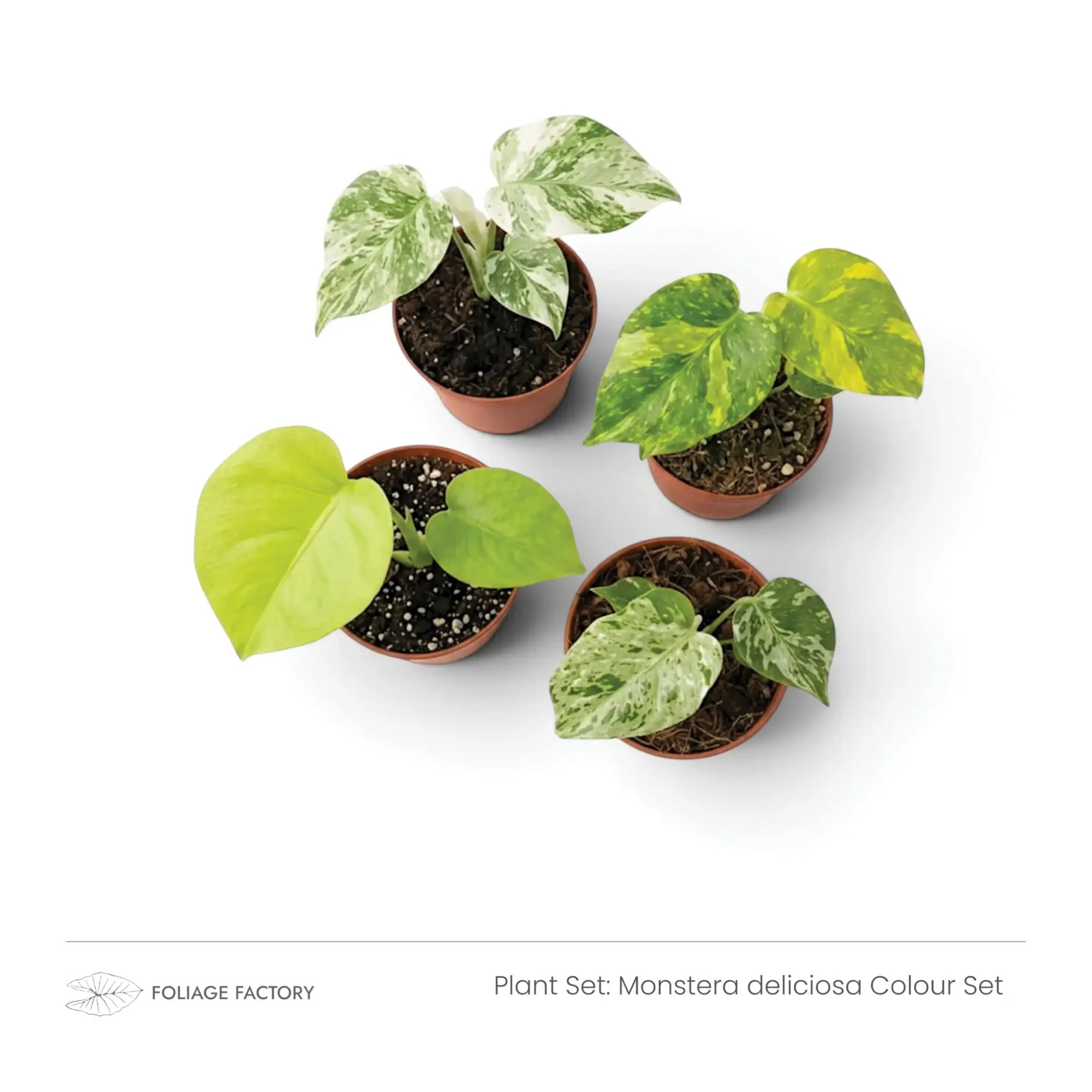Four young plants from the Monstera deliciosa Colour Set with varied green, white and yellow foliage