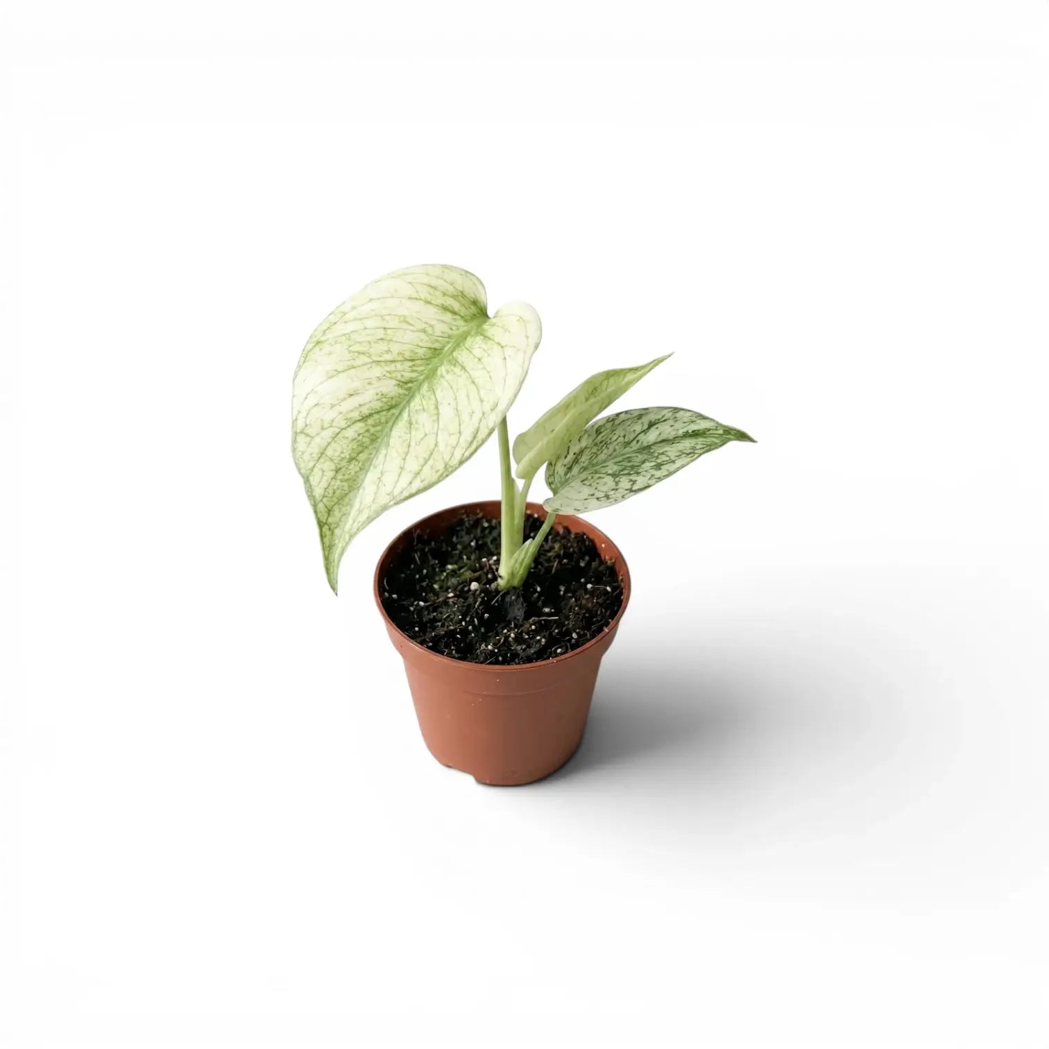 Monstera Mint potted plant with mint green leaves on a white background
